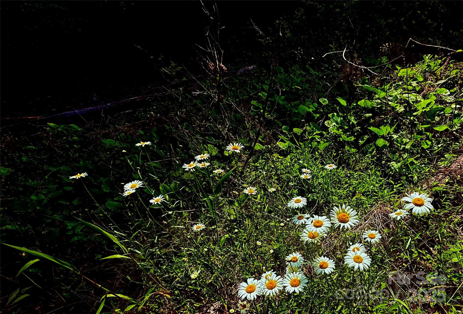 700 Wooded Mountain Trail - Photo 2