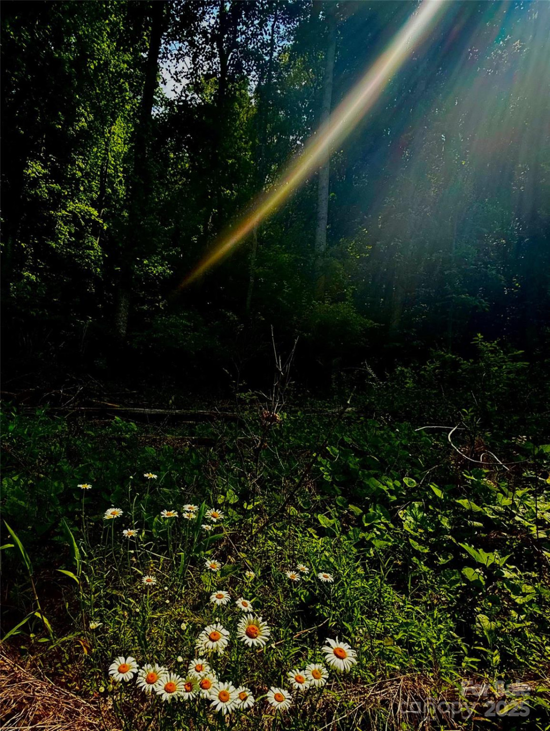 700 Wooded Mountain Trail - Photo 8