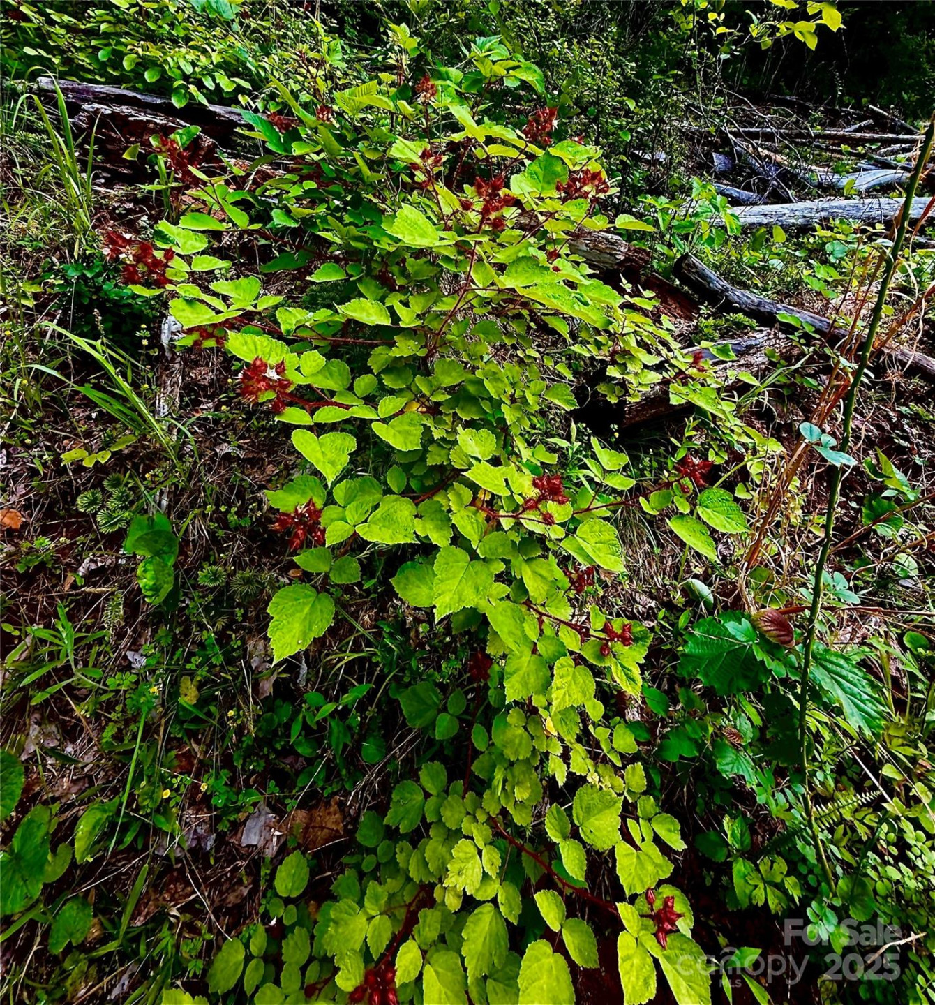 700 Wooded Mountain Trail - Photo 9