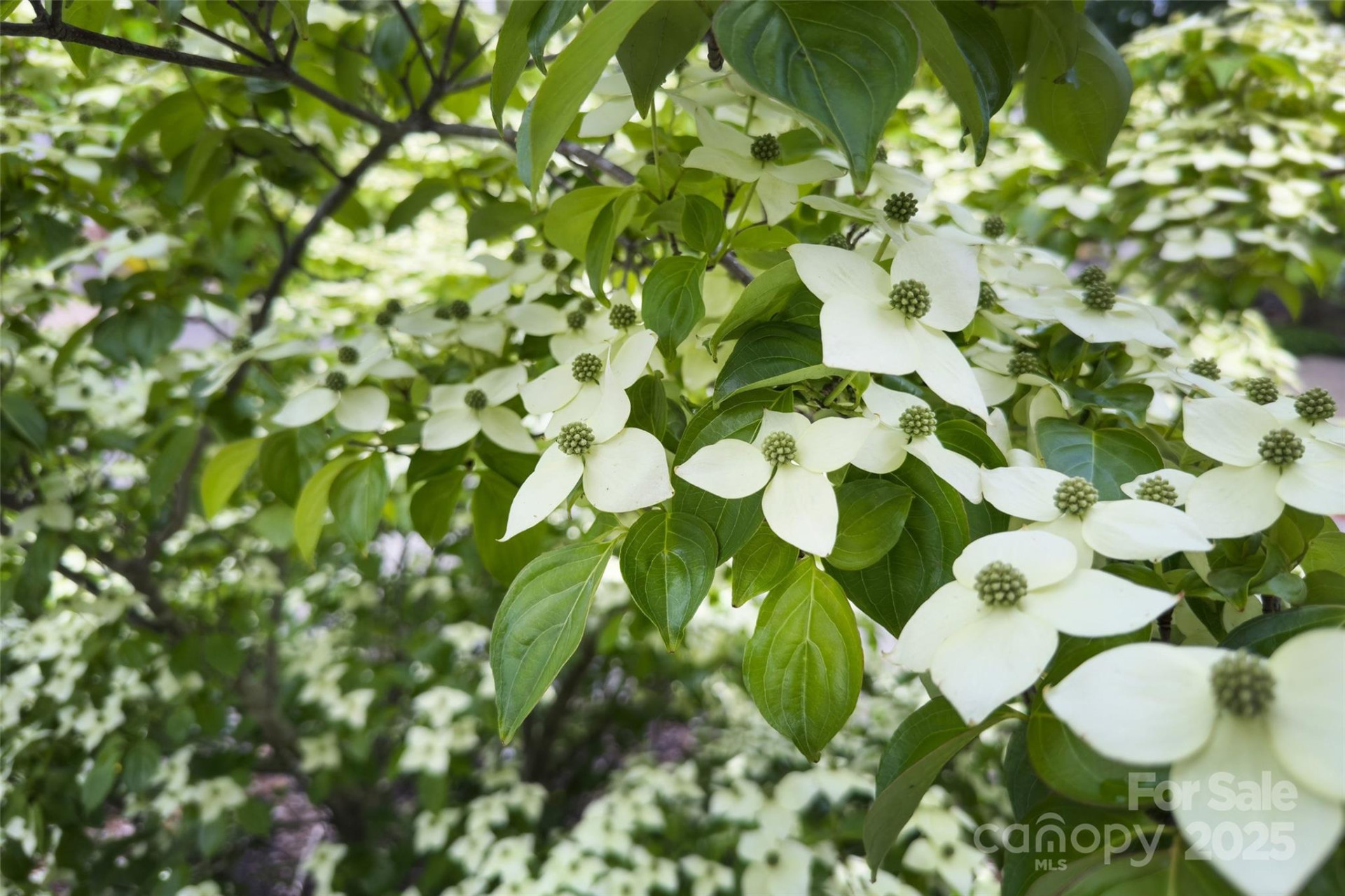 3 Teresa Way - Photo 29