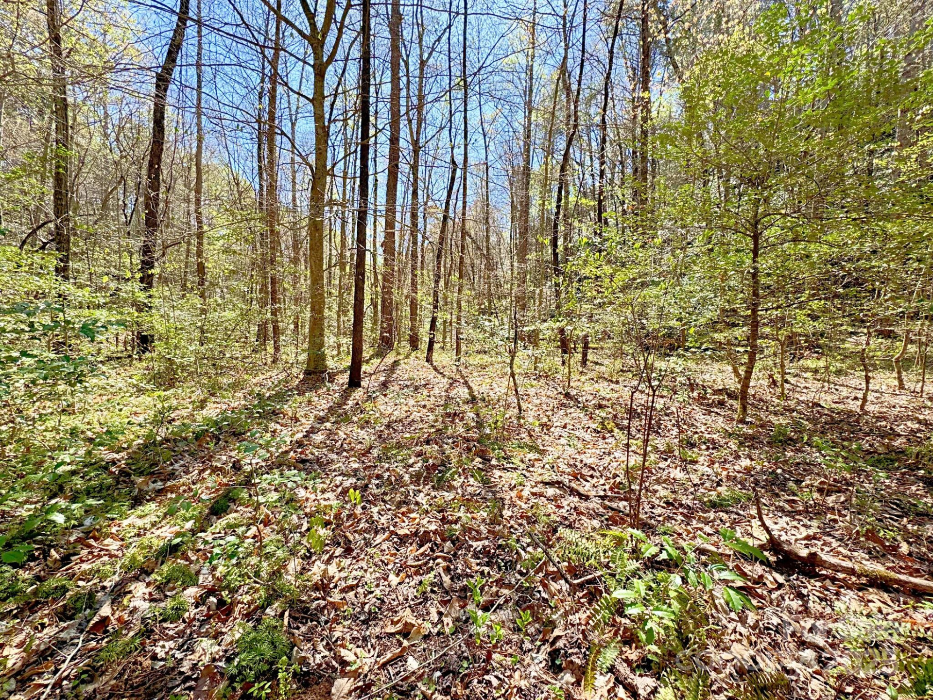 0 Mackey Creek Road - Photo 11