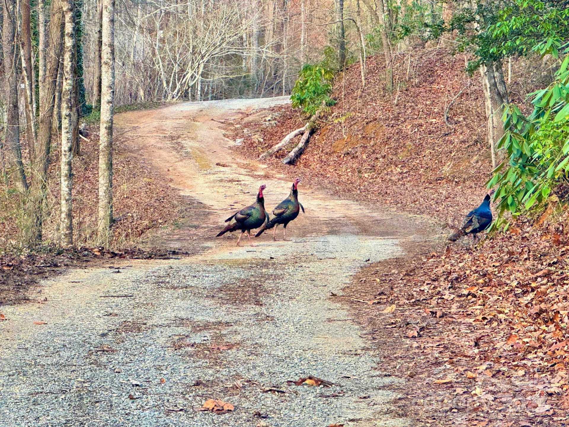 0 Mackey Creek Road - Photo 3