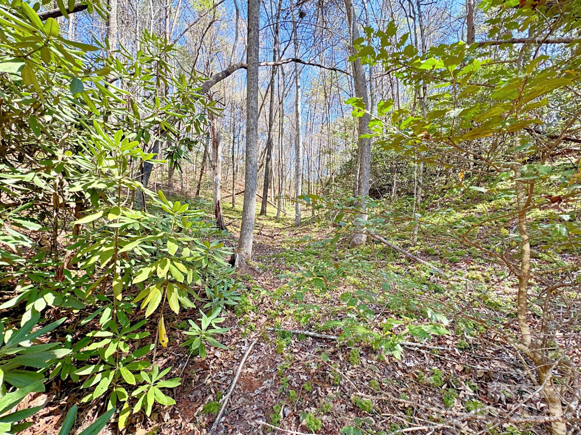 0 Mackey Creek Road - Photo 7