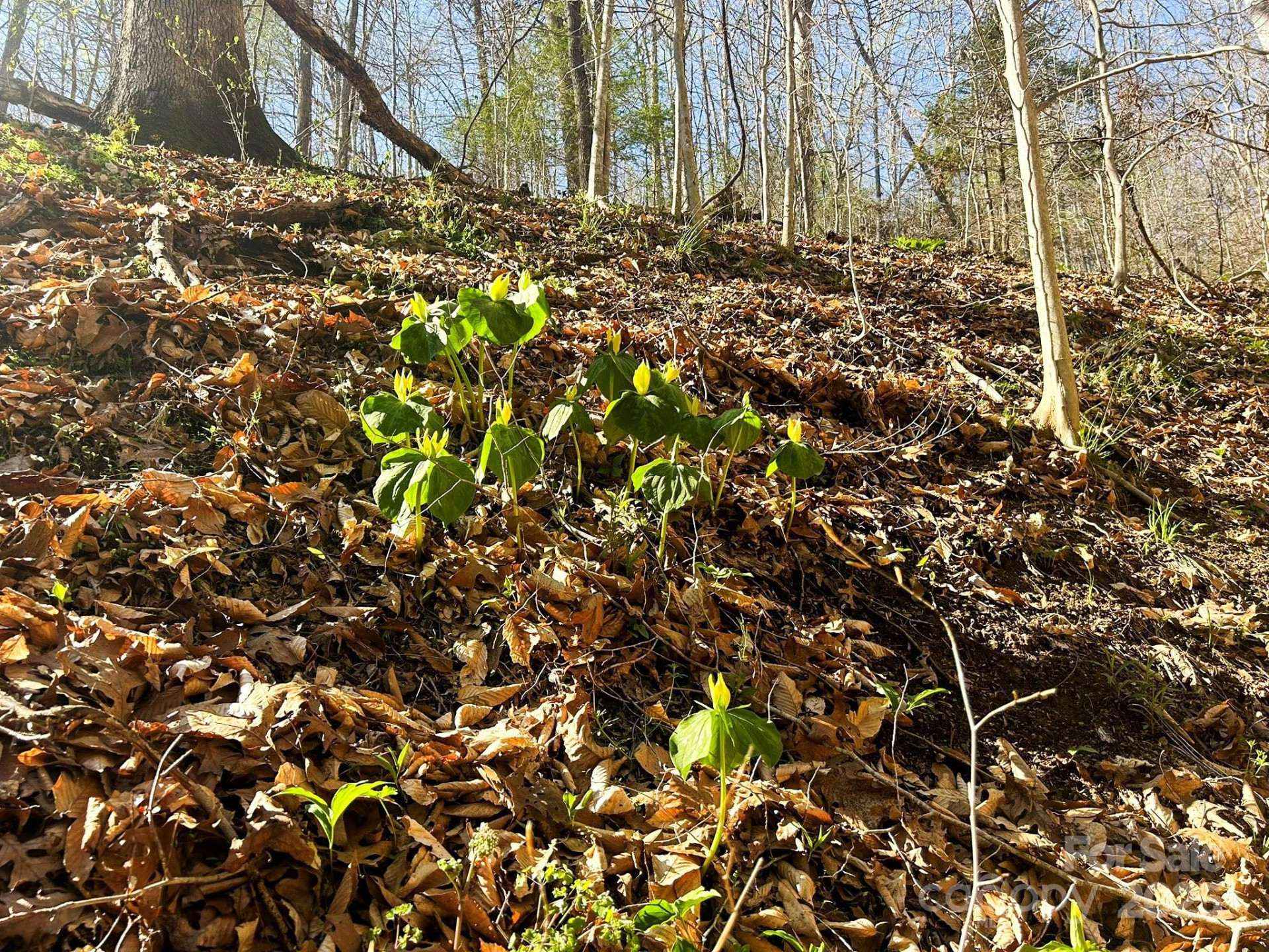 TBD Sweetwater Road - Photo 15
