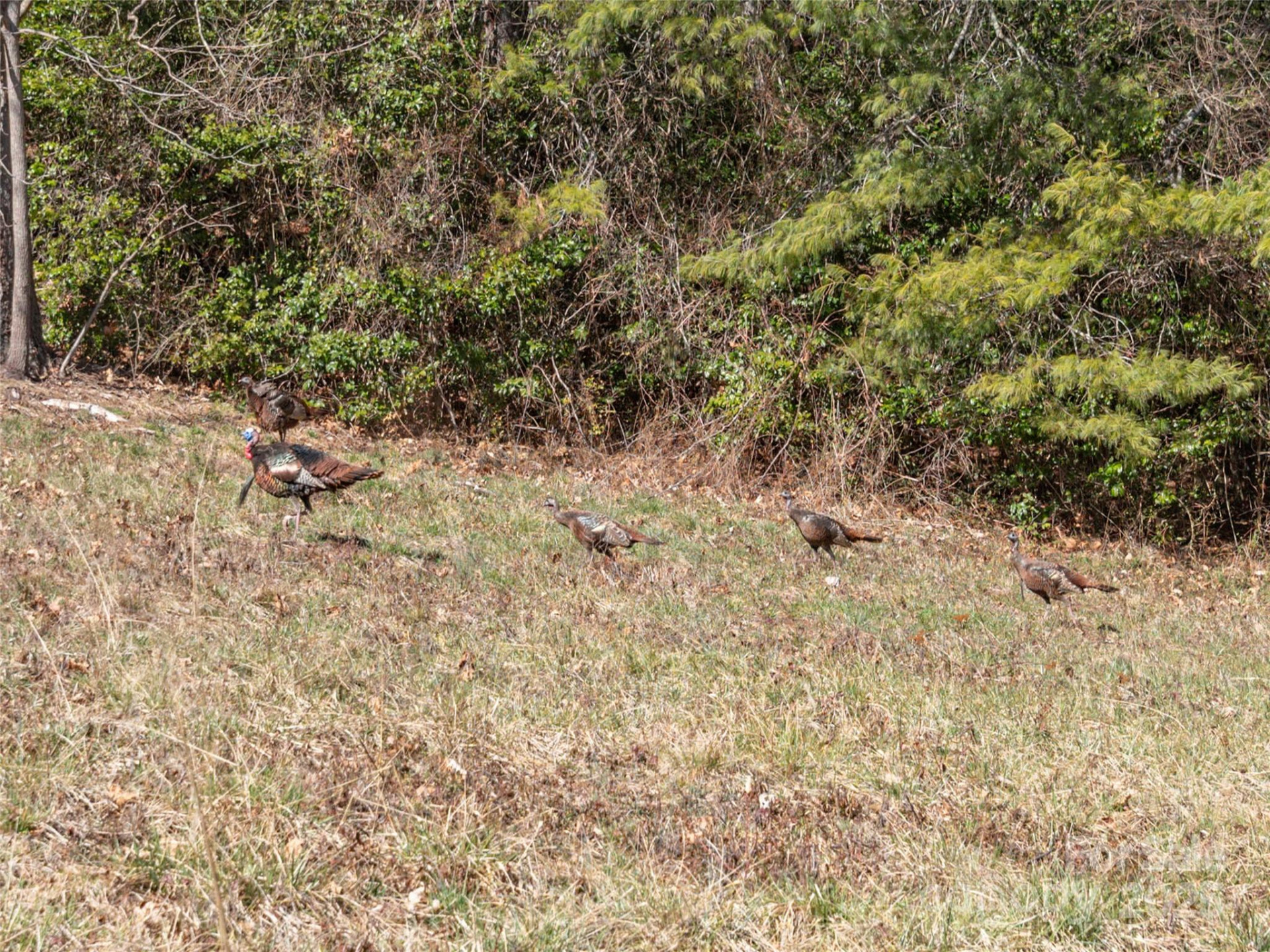 00 Big Cove Road - Photo 3