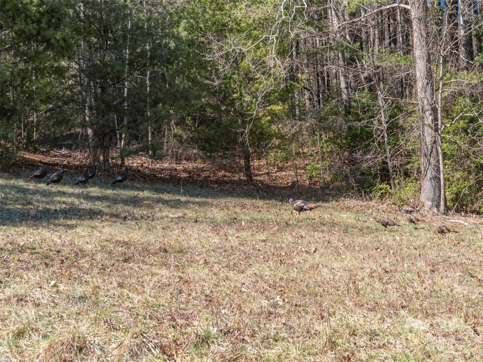 00 Big Cove Road - Photo 4