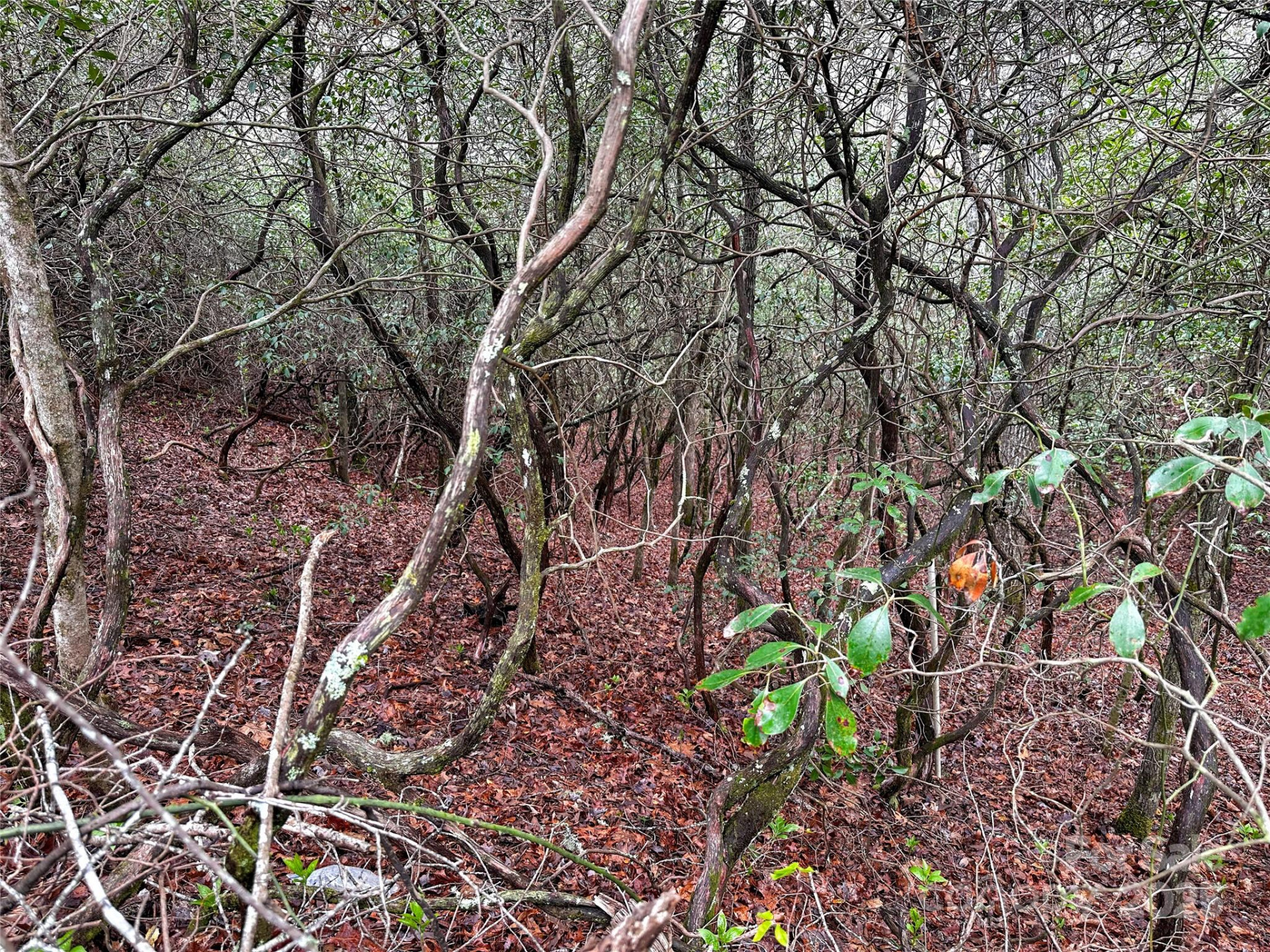 Lot 3 Tara Hills Road - Photo 2