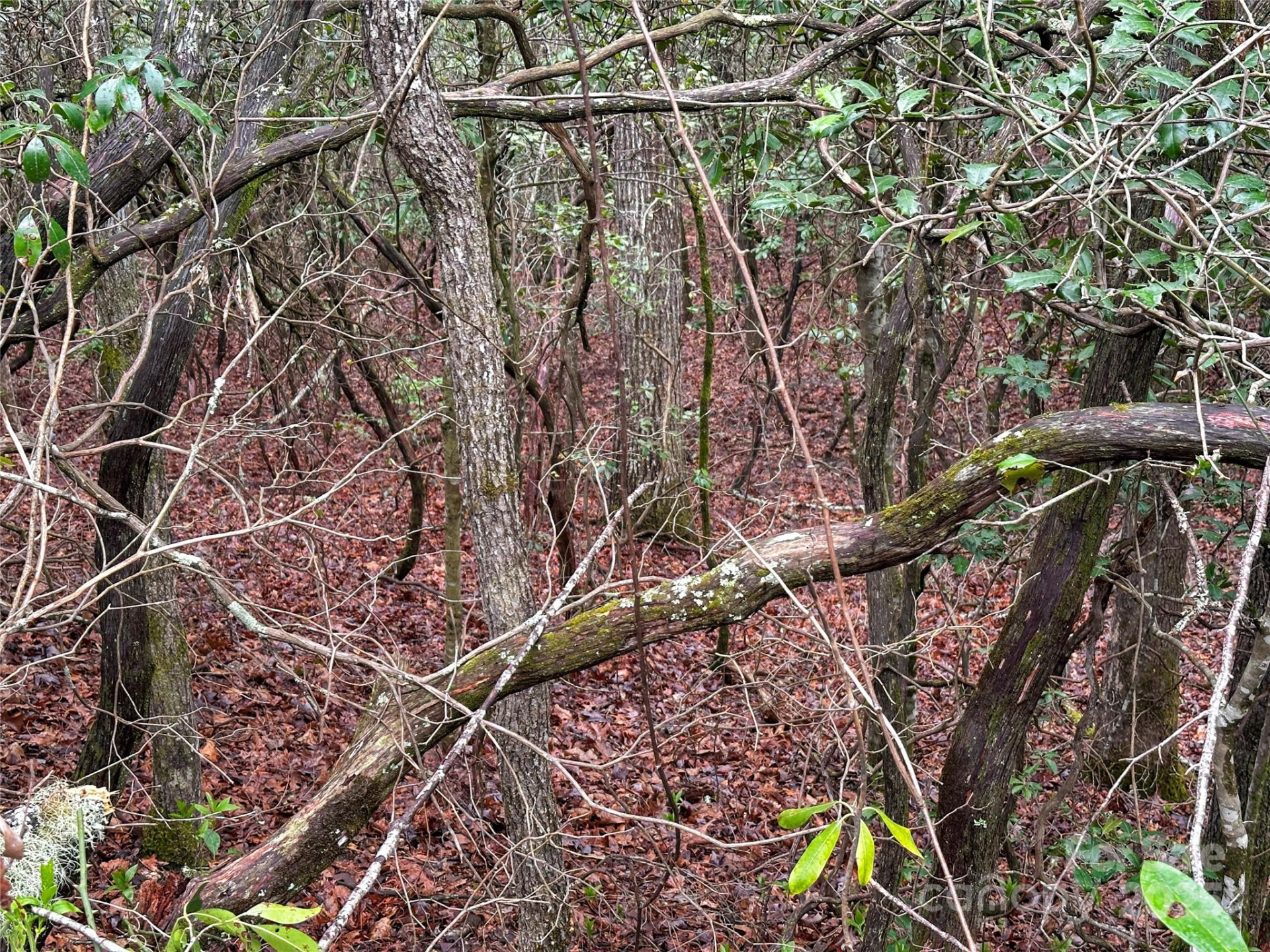 Lot 3 Tara Hills Road - Photo 11