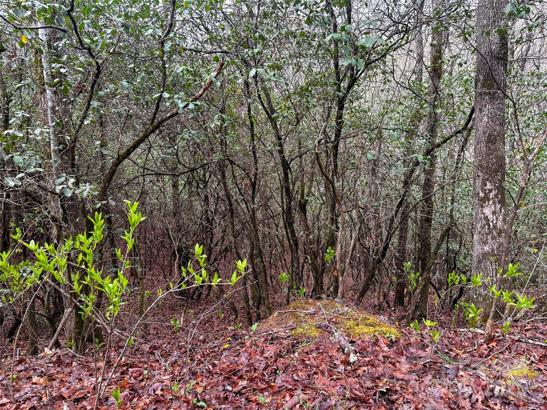 Lot 3 Tara Hills Road - Photo 7