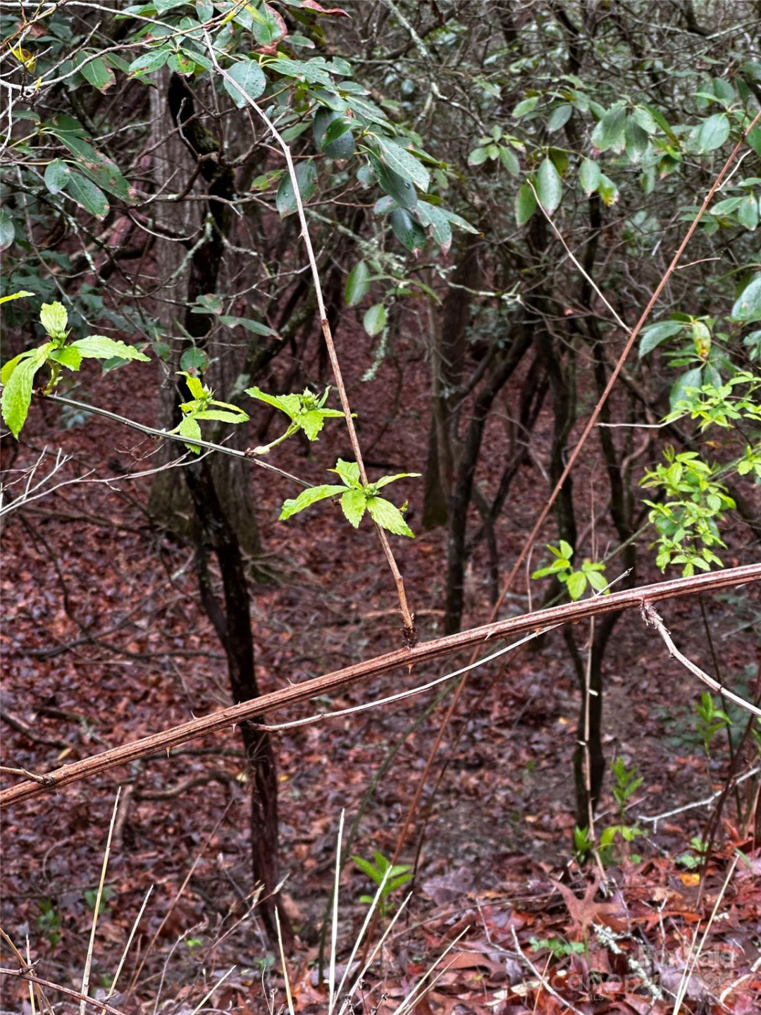 Lot 3 Tara Hills Road - Photo 10