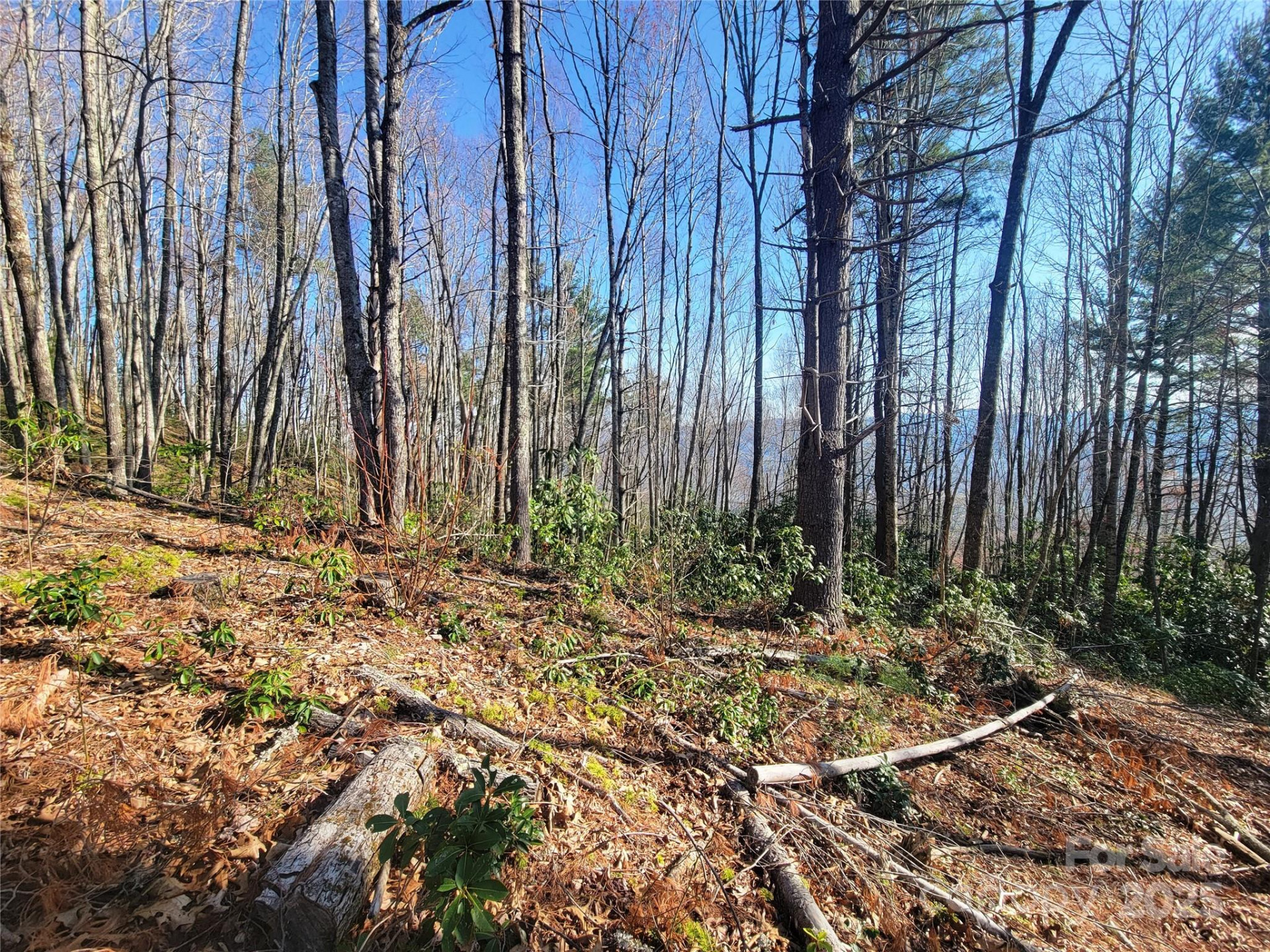 111 Digging Seng Trail #138 - Photo 11