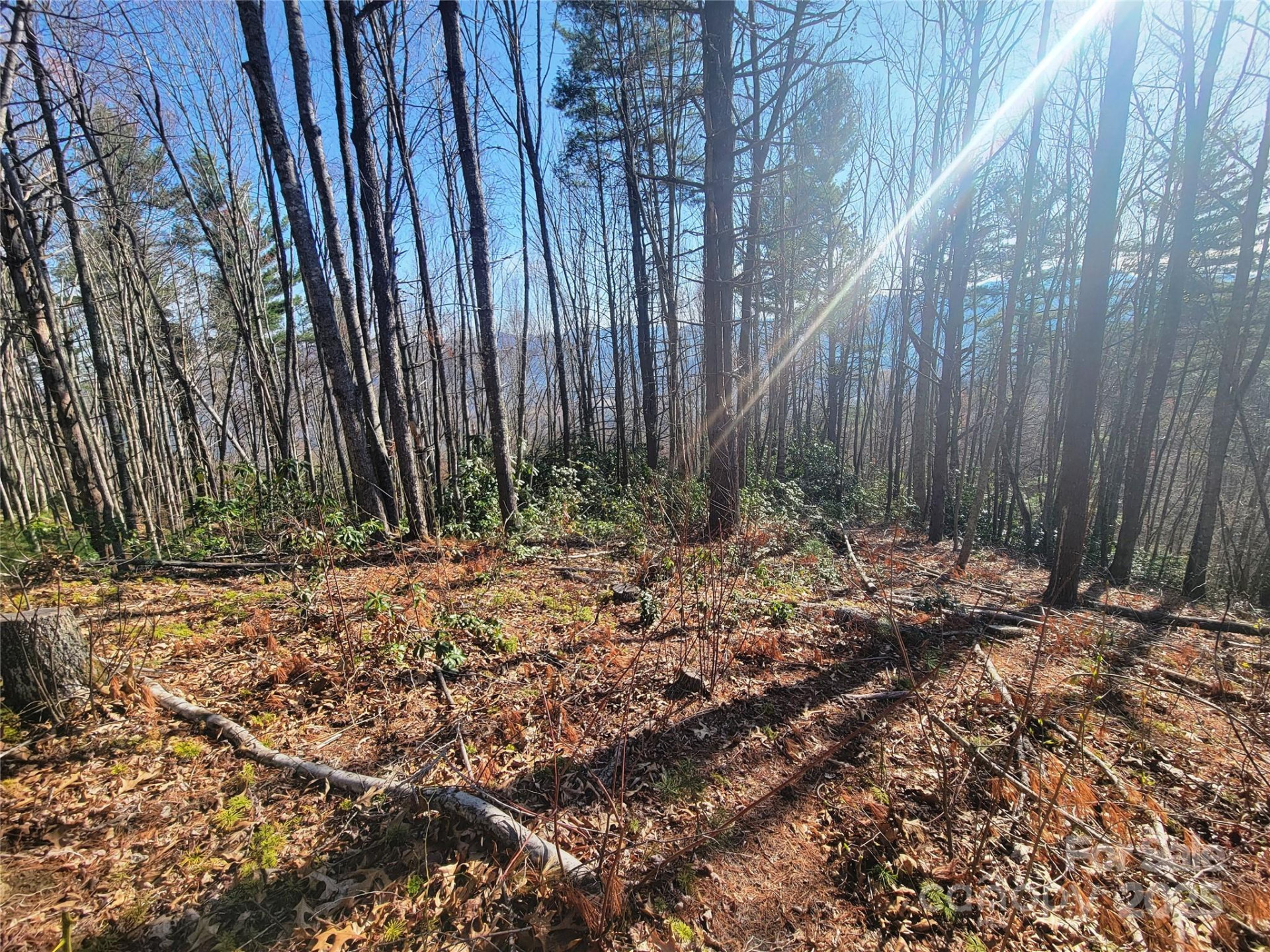 111 Digging Seng Trail #138 - Photo 5