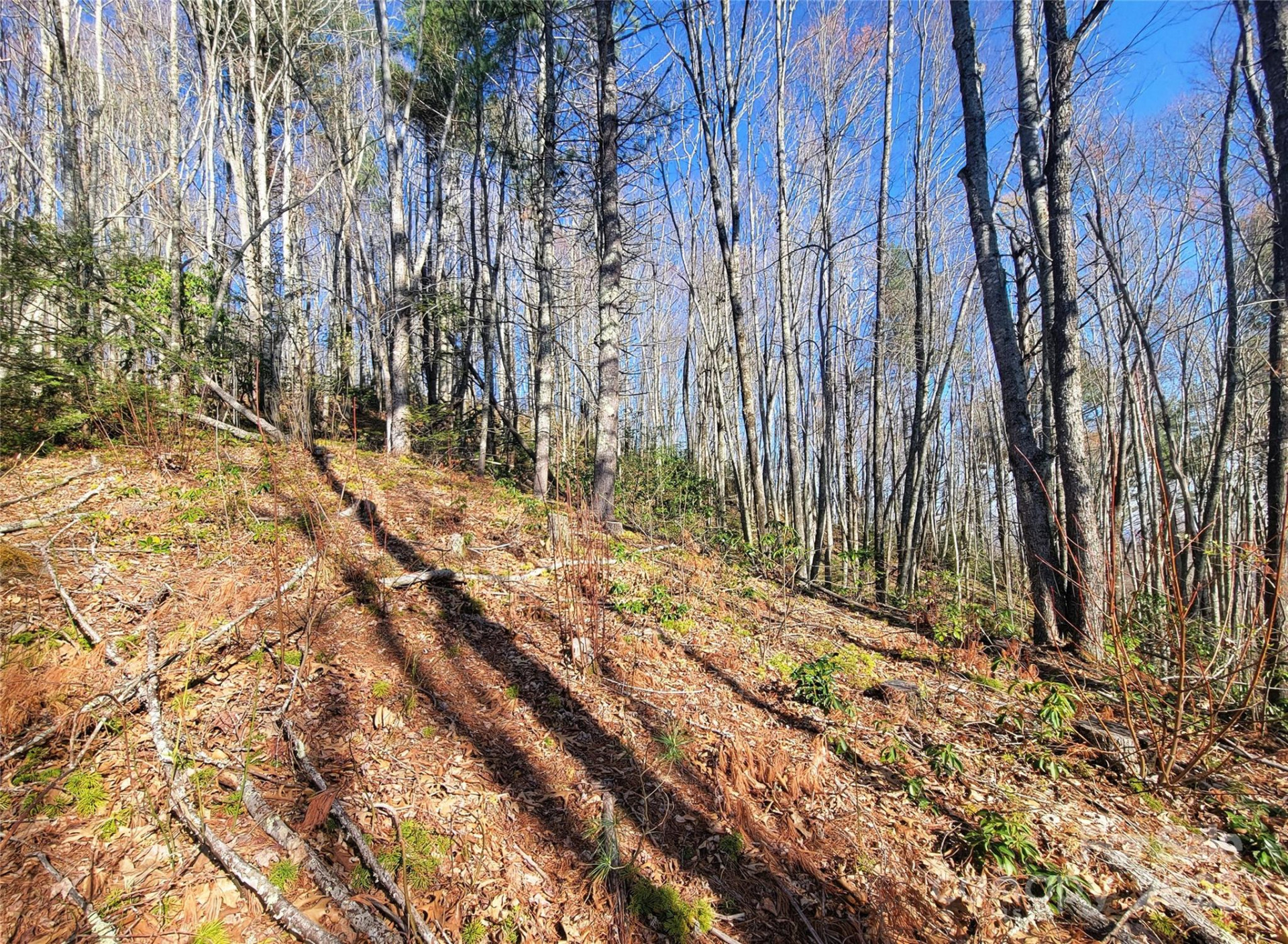 111 Digging Seng Trail #138 - Photo 7