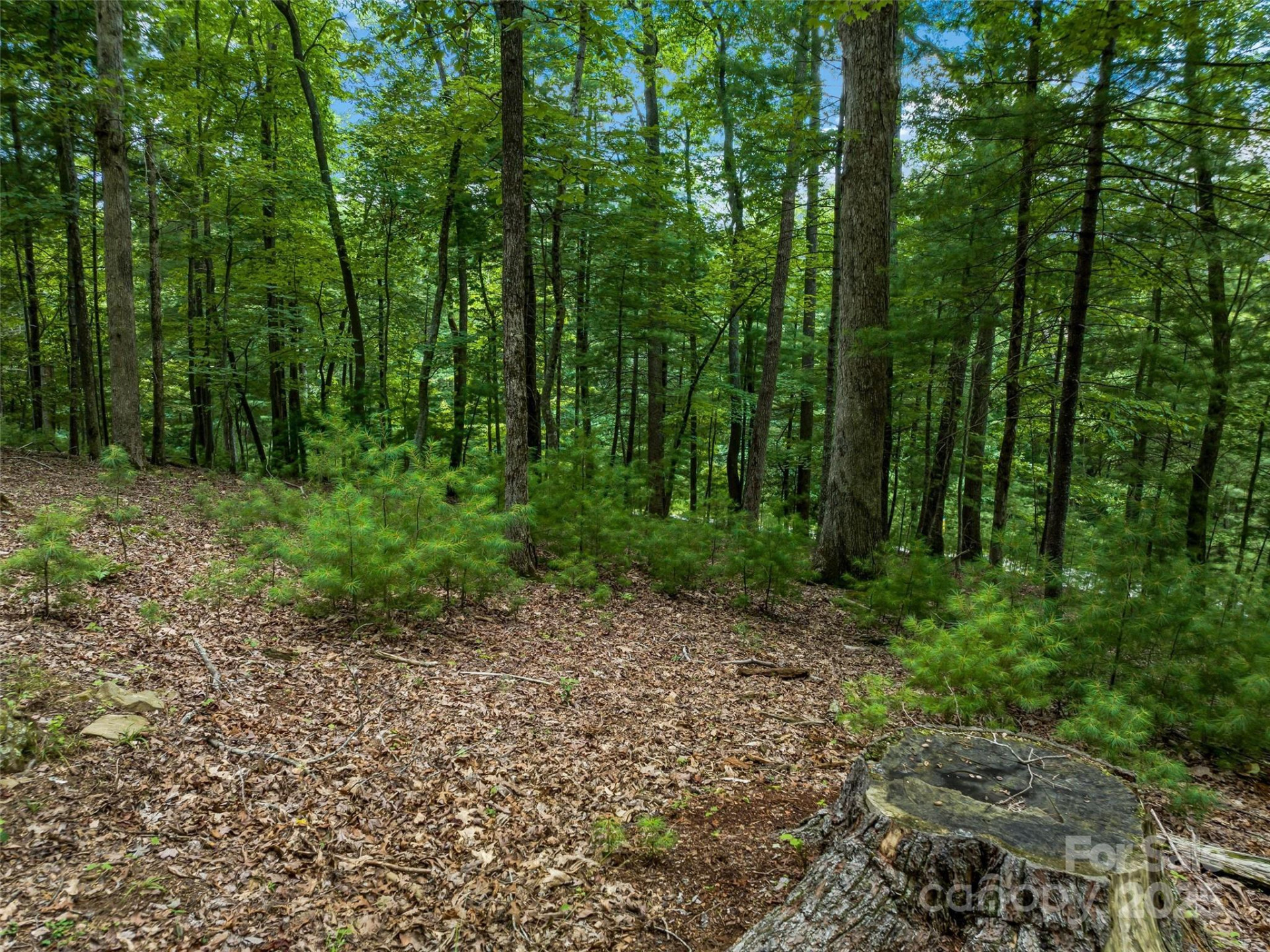 36 Dividing Ridge Trail #5 - Photo 16