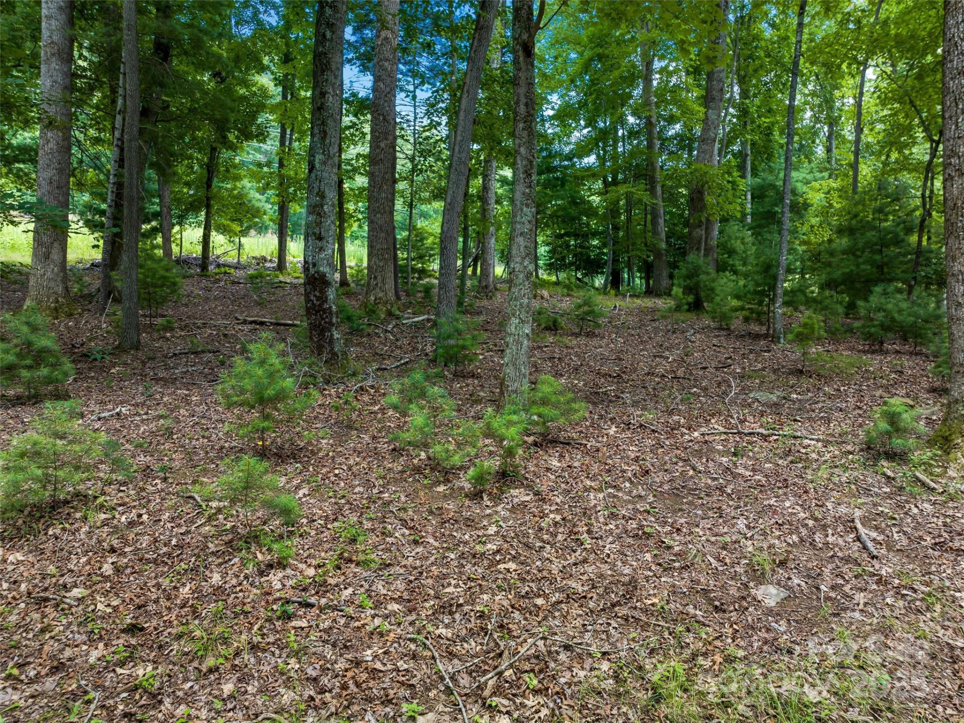 36 Dividing Ridge Trail #5 - Photo 18