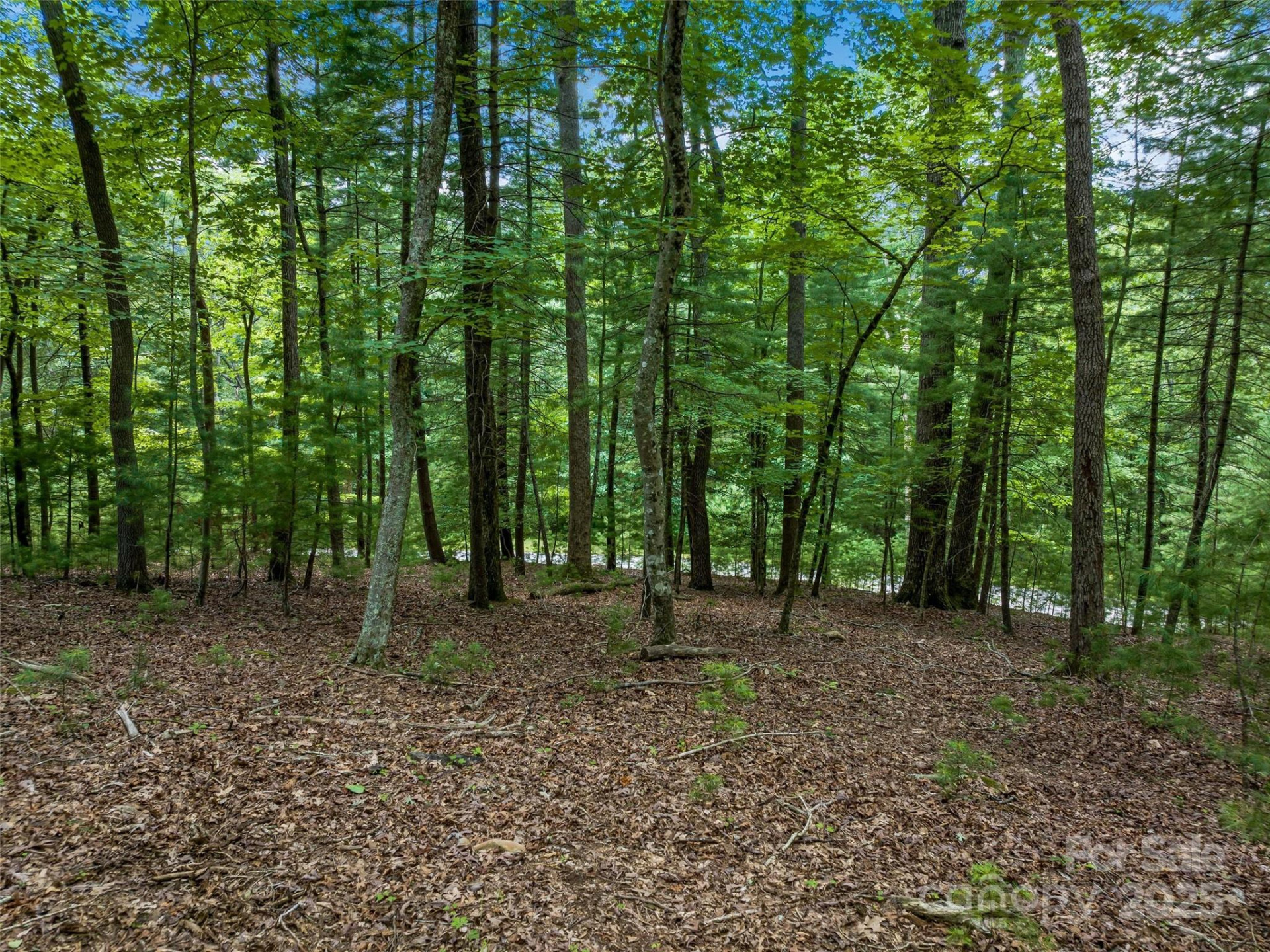 36 Dividing Ridge Trail #5 - Photo 3