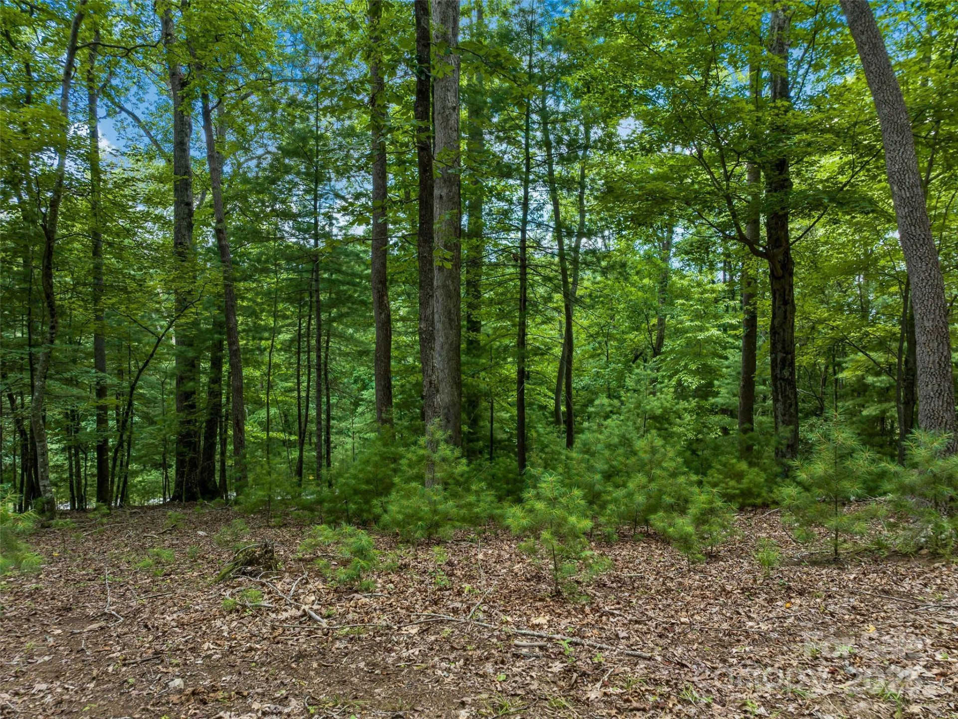 36 Dividing Ridge Trail #5 - Photo 7
