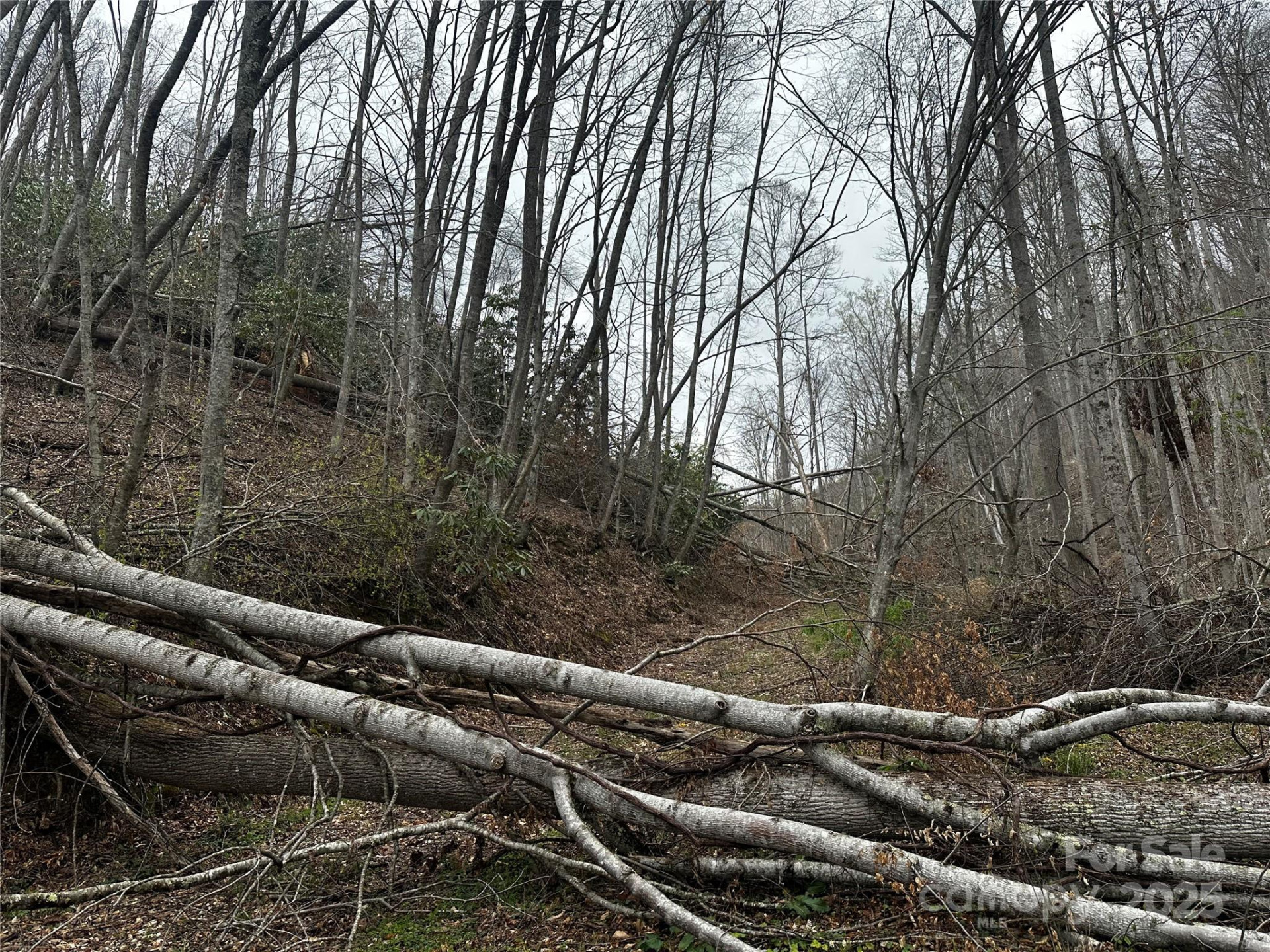 00 Aaron Branch - Photo 7