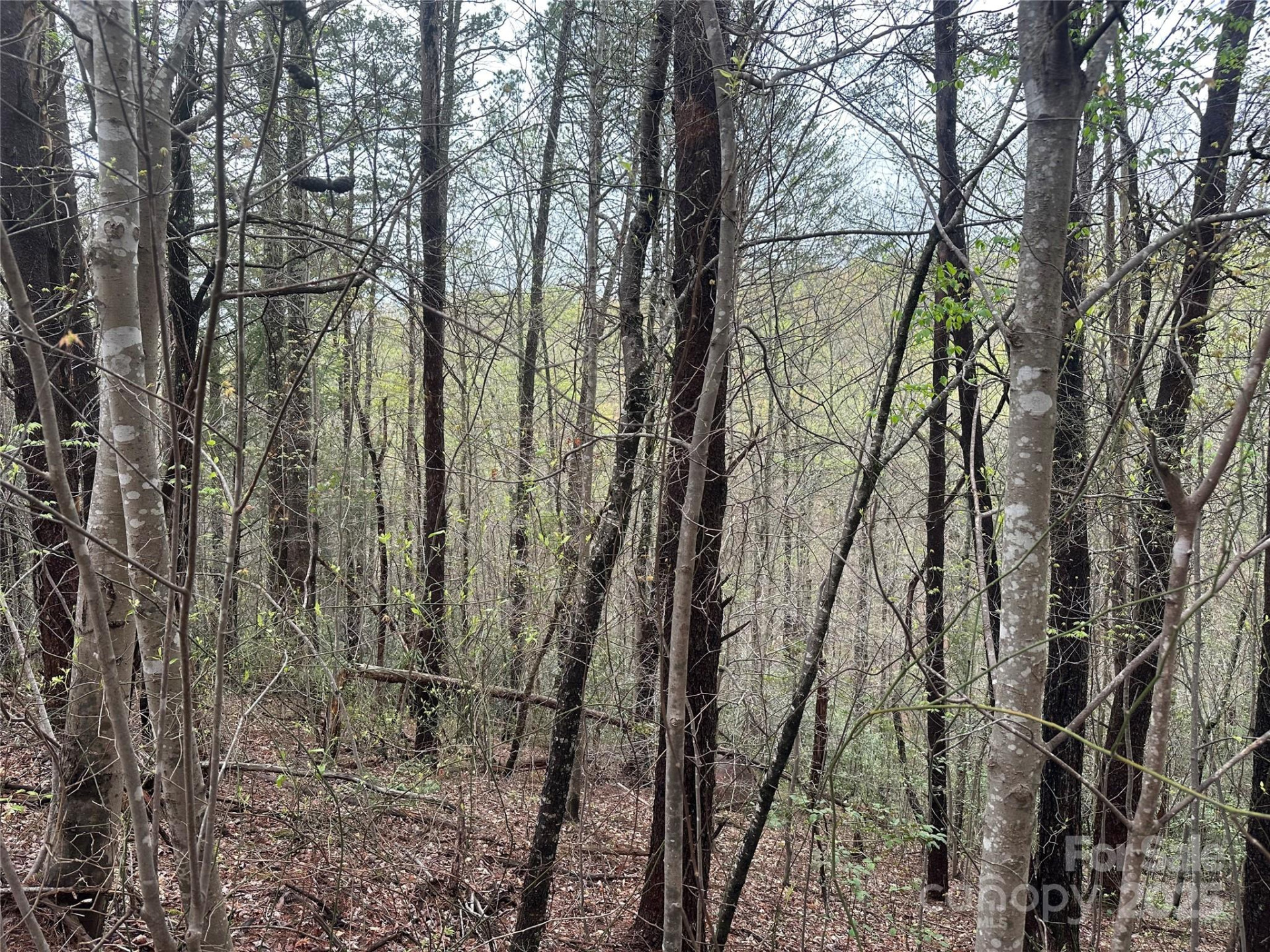 V/L Country Acres Drive - Photo 4