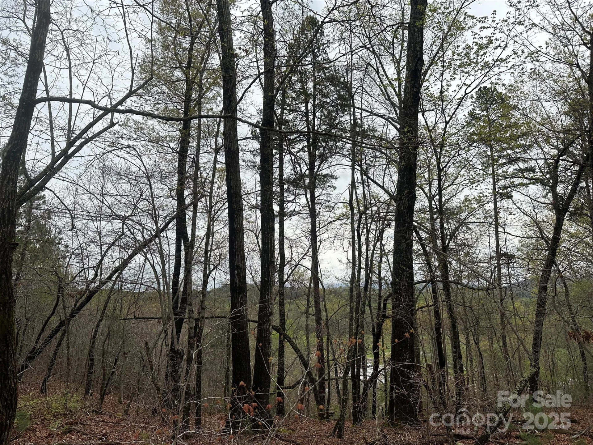 V/L Country Acres Drive - Photo 6