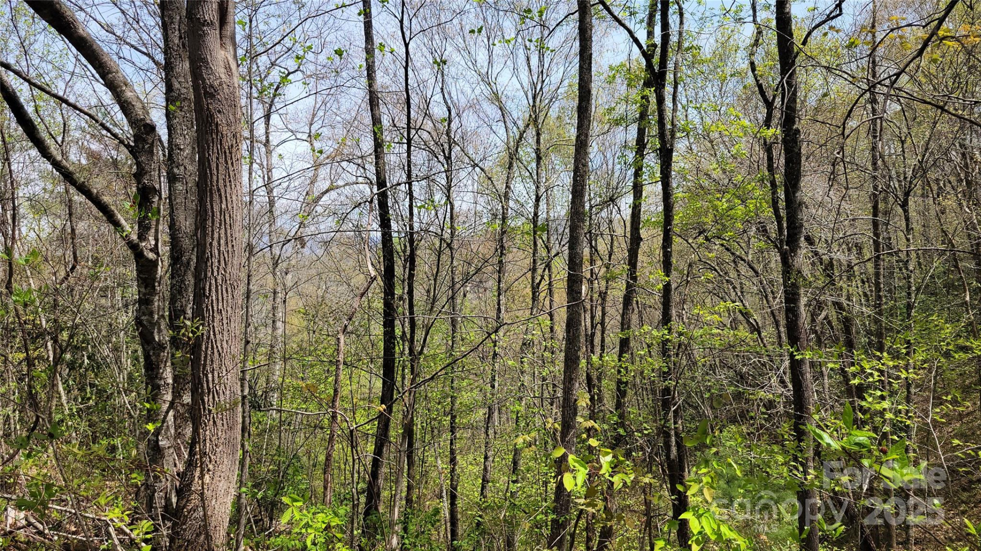 24 Lacy Fern Ridge #24 - Photo 2