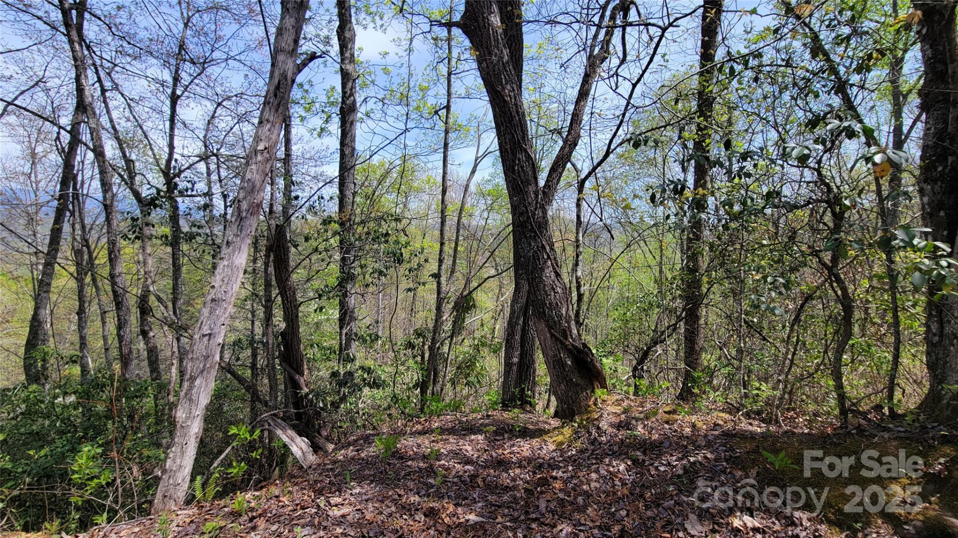 24 Lacy Fern Ridge #24 - Photo 18