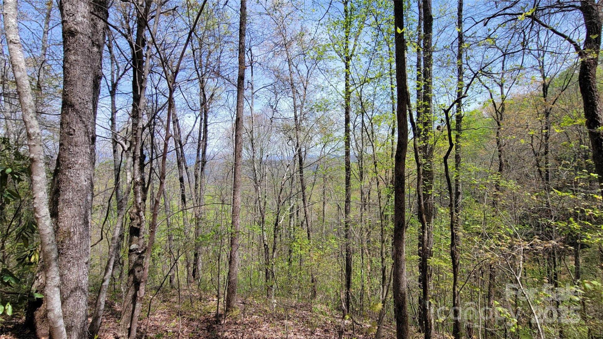 24 Lacy Fern Ridge #24 - Photo 3