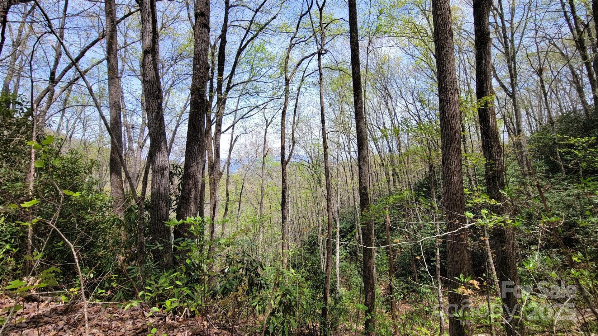 25 Lacy Fern Ridge #25 - Photo 20