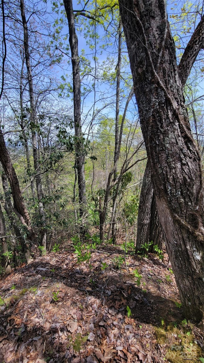 25 Lacy Fern Ridge #25 - Photo 21