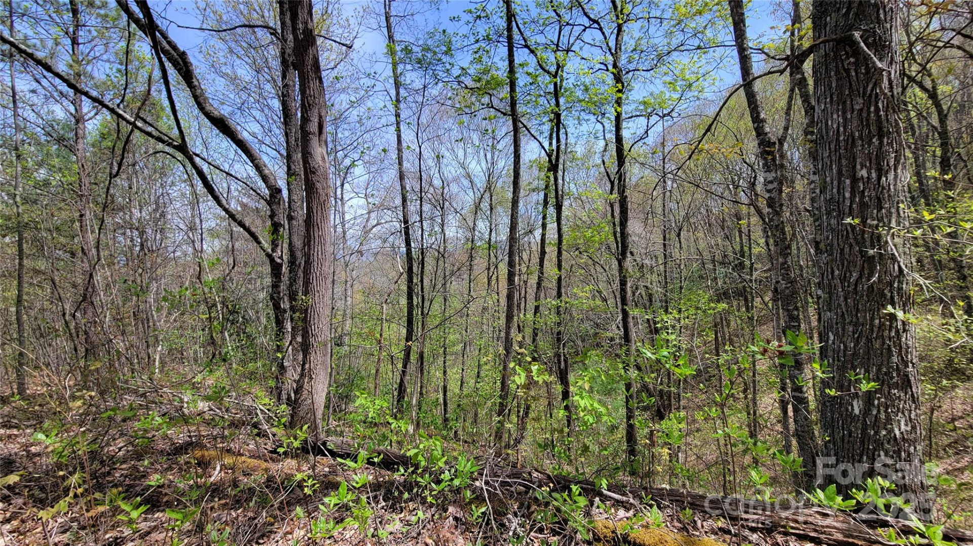 25 Lacy Fern Ridge #25 - Photo 6