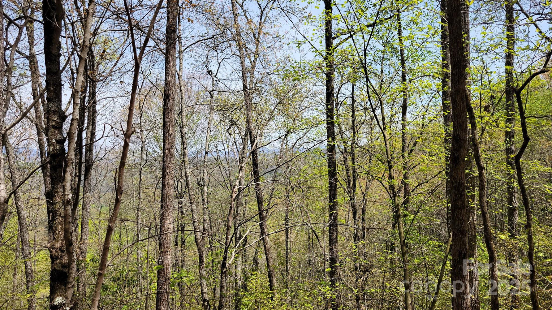 25 Lacy Fern Ridge #25 - Photo 9