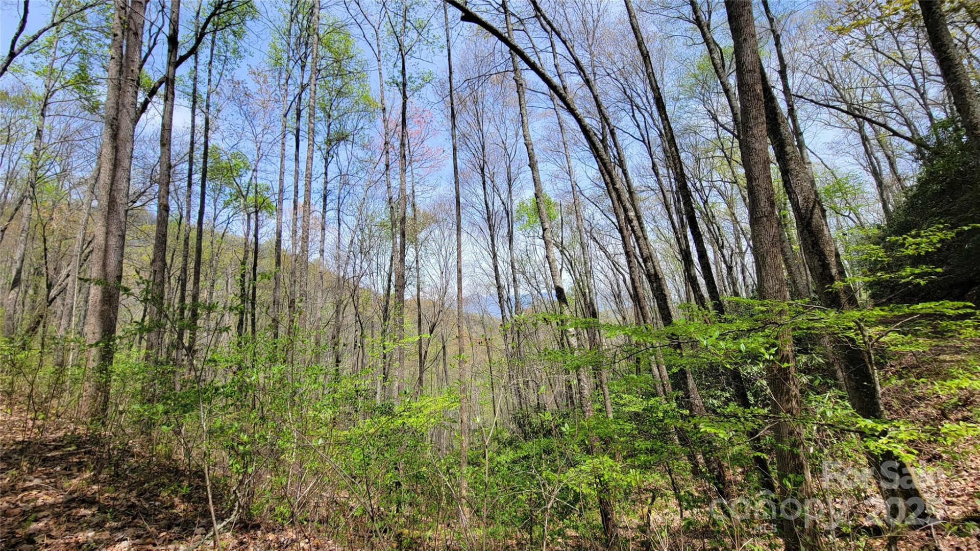 27 Lacy Fern Ridge #27 - Photo 14