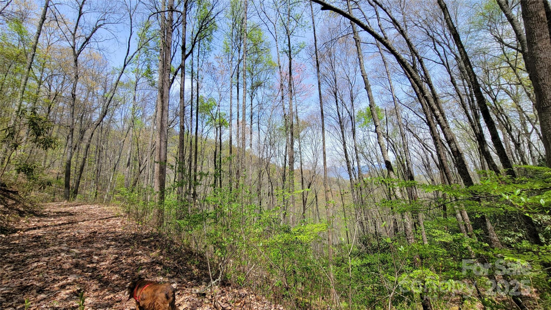 27 Lacy Fern Ridge #27 - Photo 15