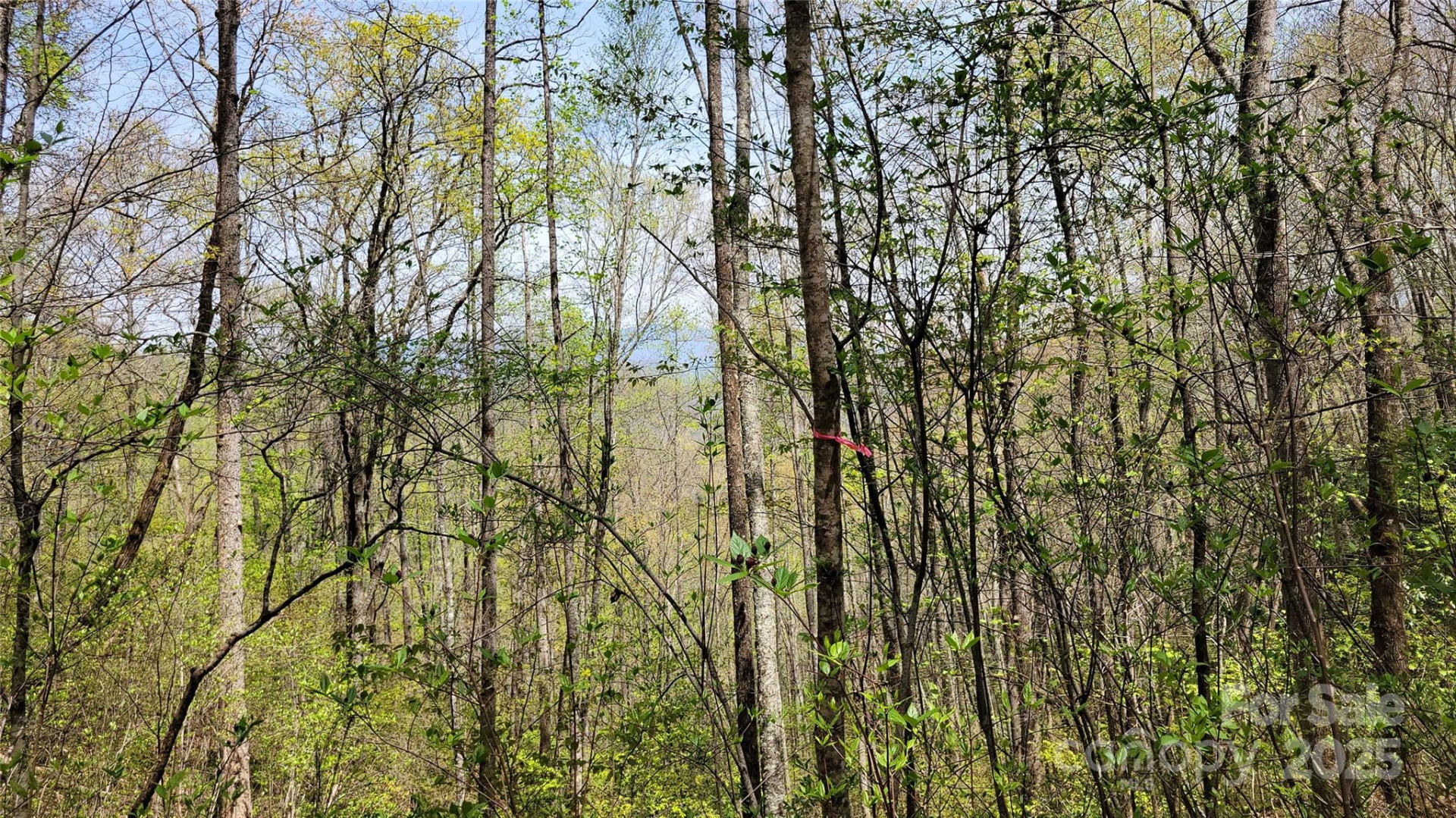 29 Lacy Fern Ridge #29 - Photo 13