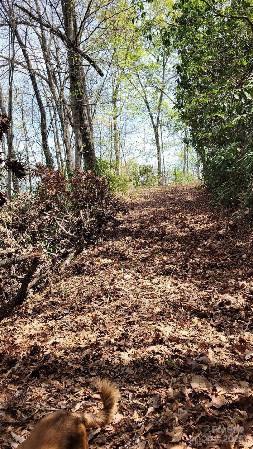 29 Lacy Fern Ridge #29 - Photo 22