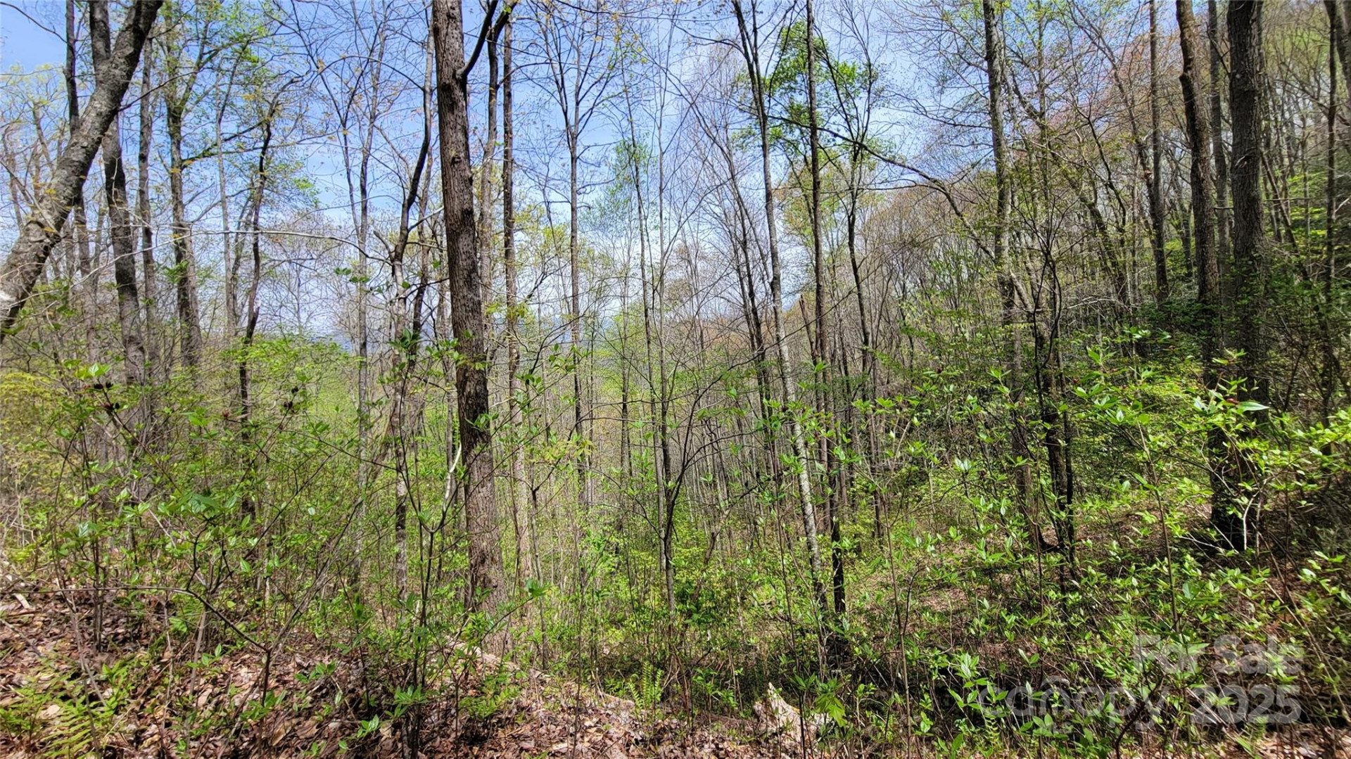 30 Lacy Fern Ridge #30 - Photo 12