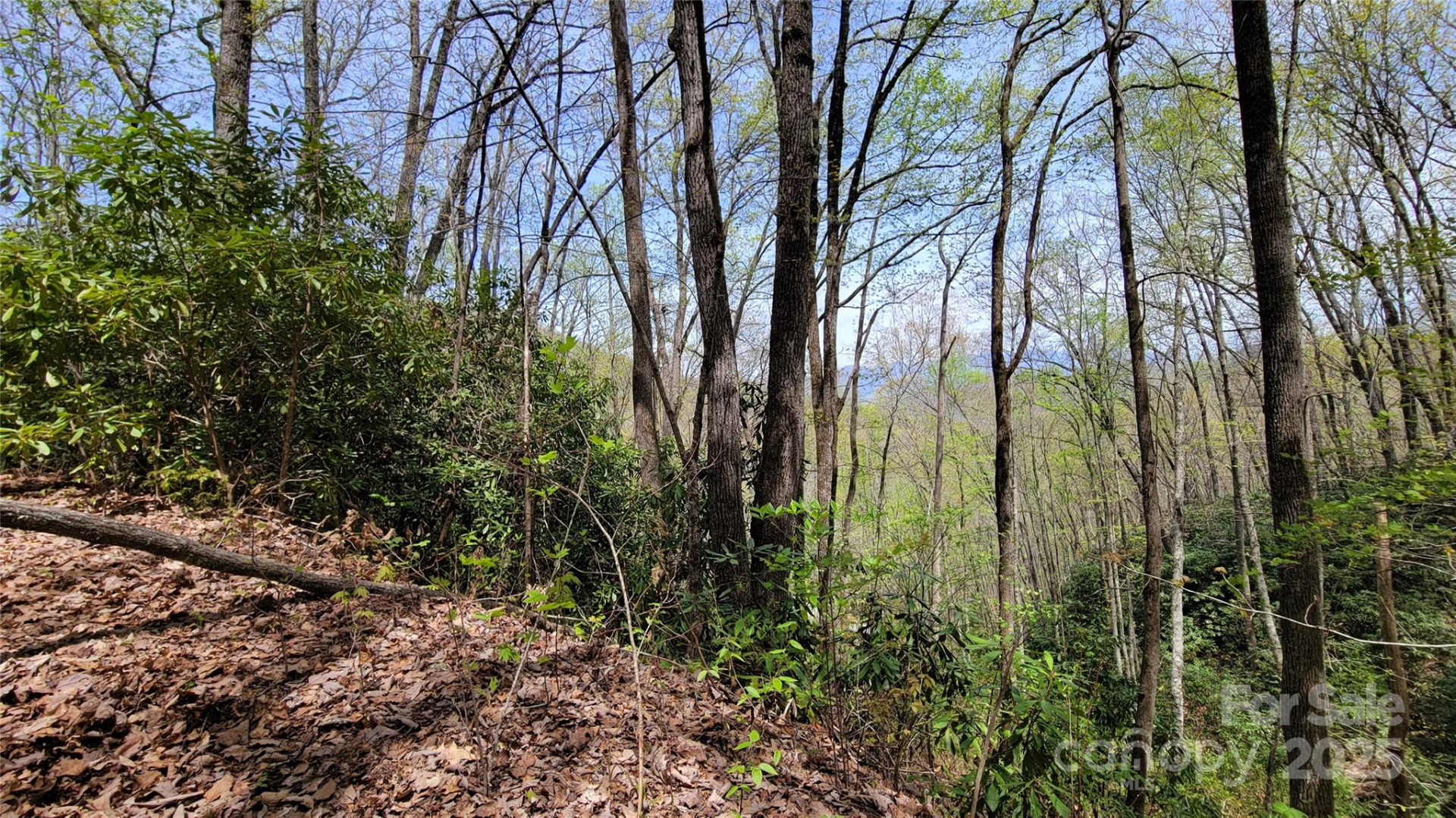 31 Lacy Fern Ridge #31 - Photo 15