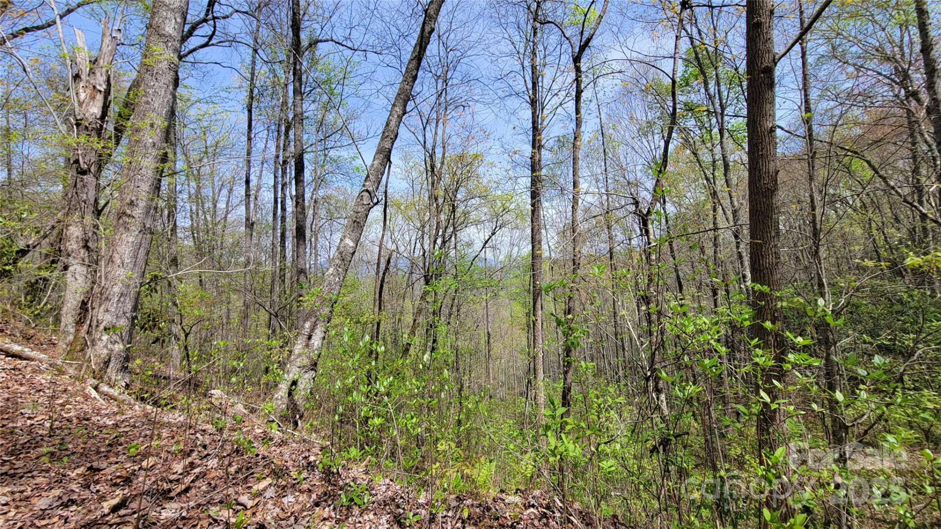 31 Lacy Fern Ridge #31 - Photo 8