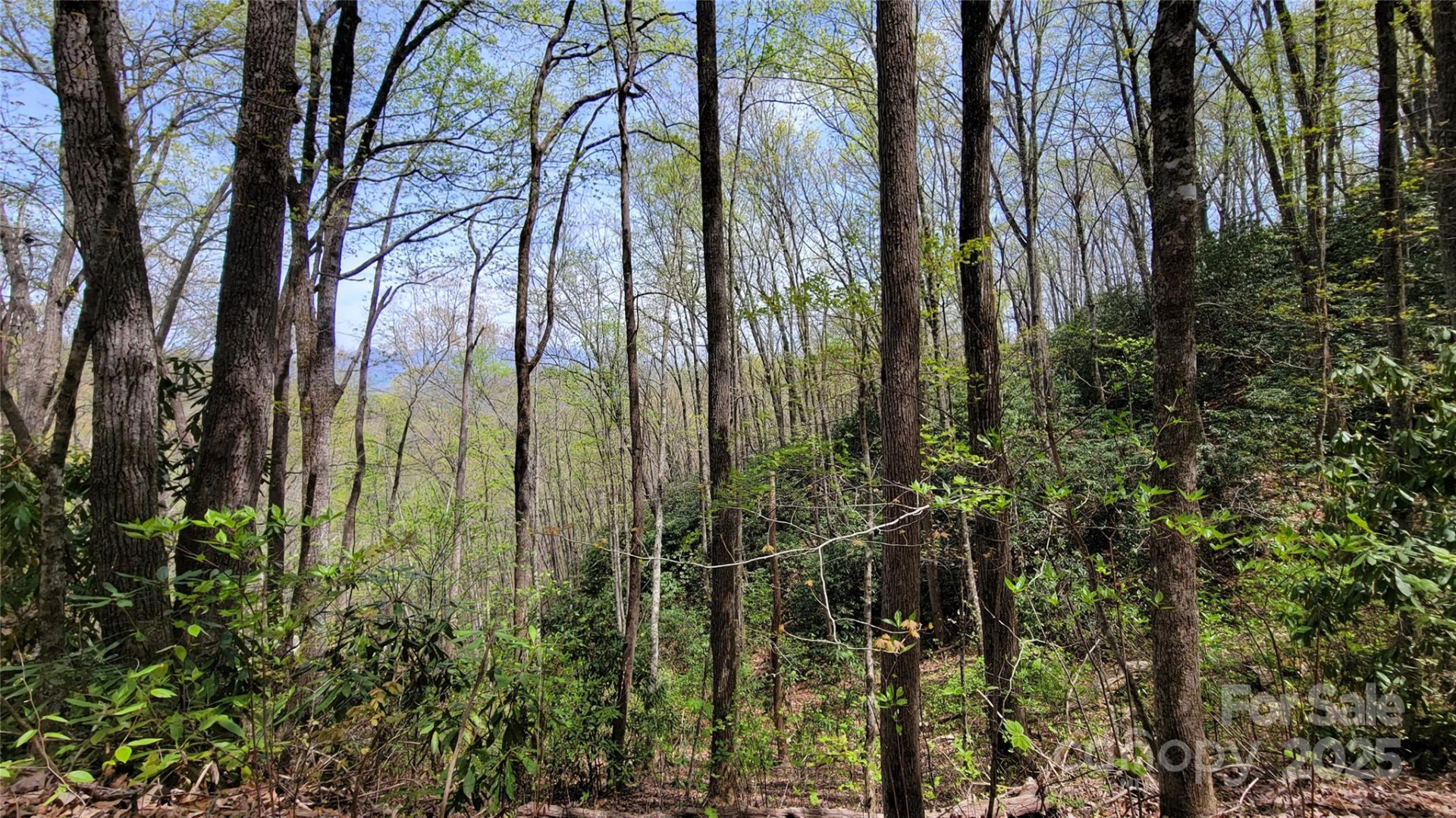 31 Lacy Fern Ridge #31 - Photo 10