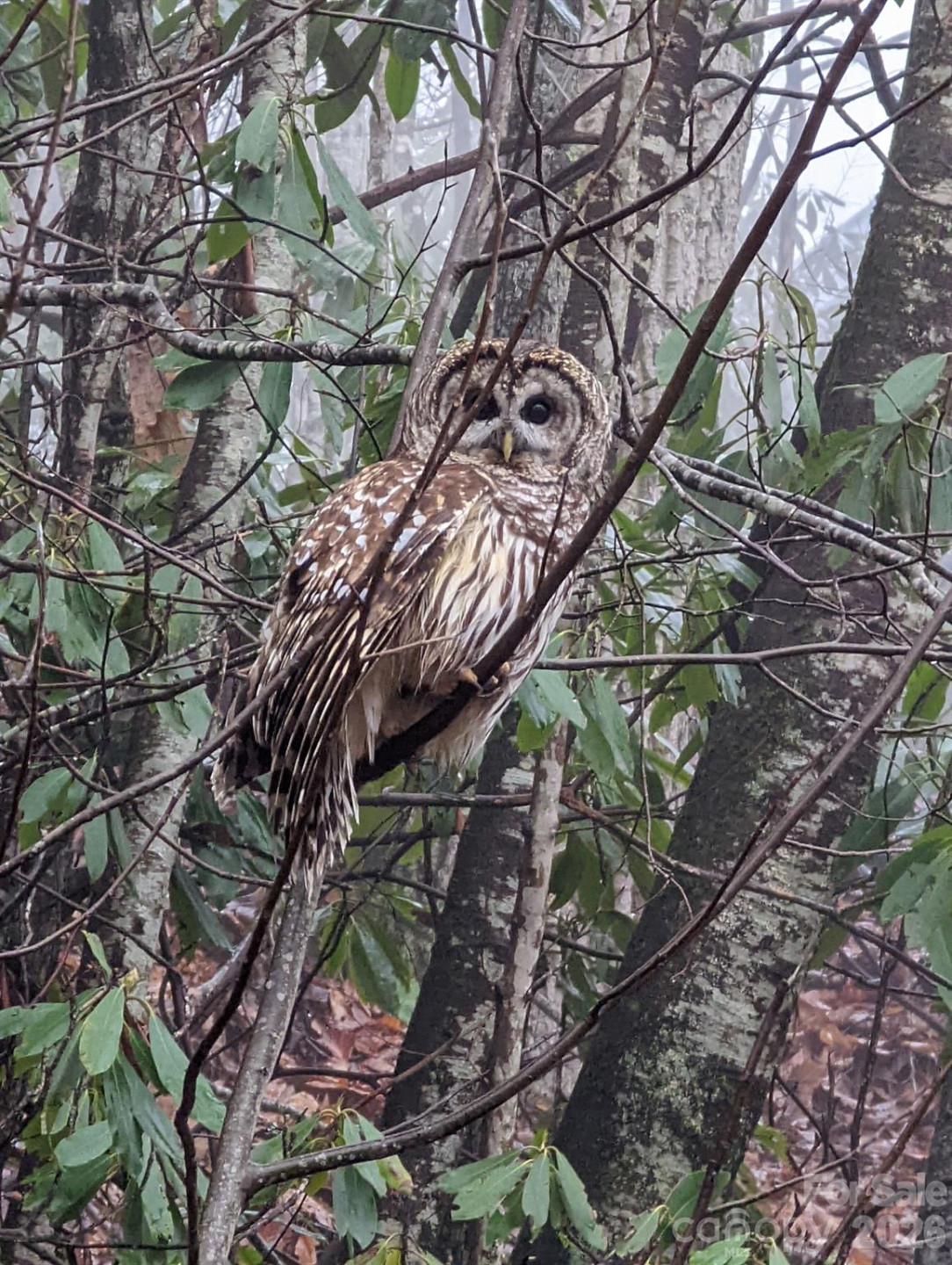 1426 Setzer Cove Road - Photo 47