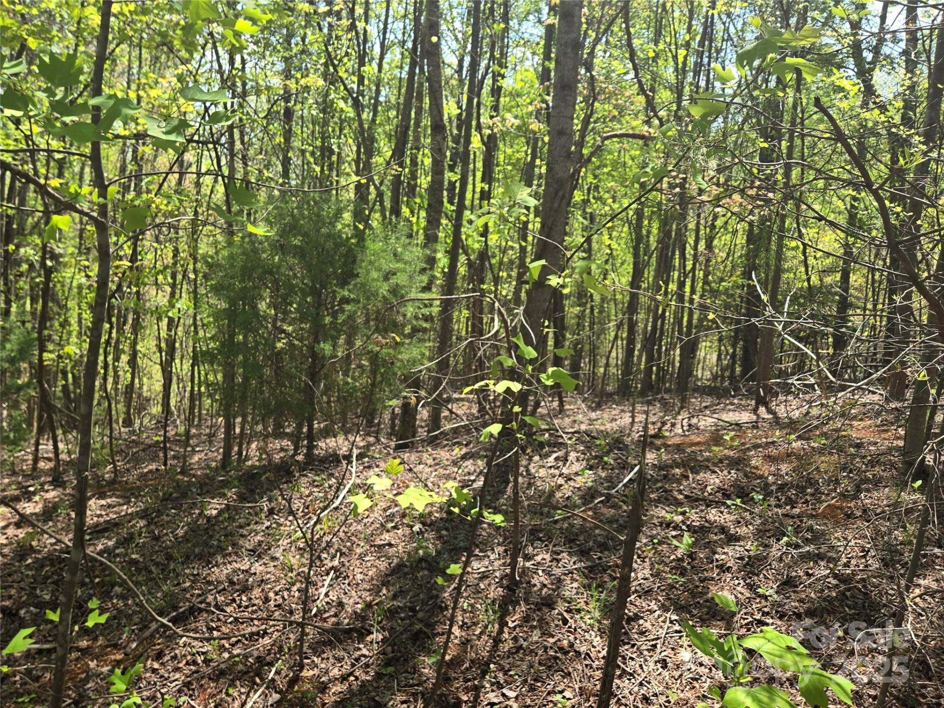 Lot 15 Touch Me Not Trail - Photo 3