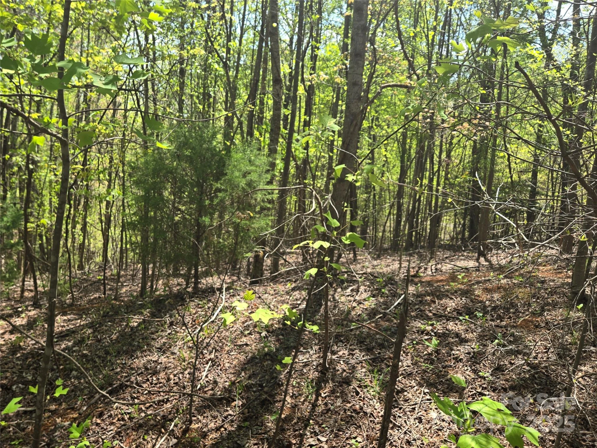 Lot 15 Touch Me Not Trail - Photo 3