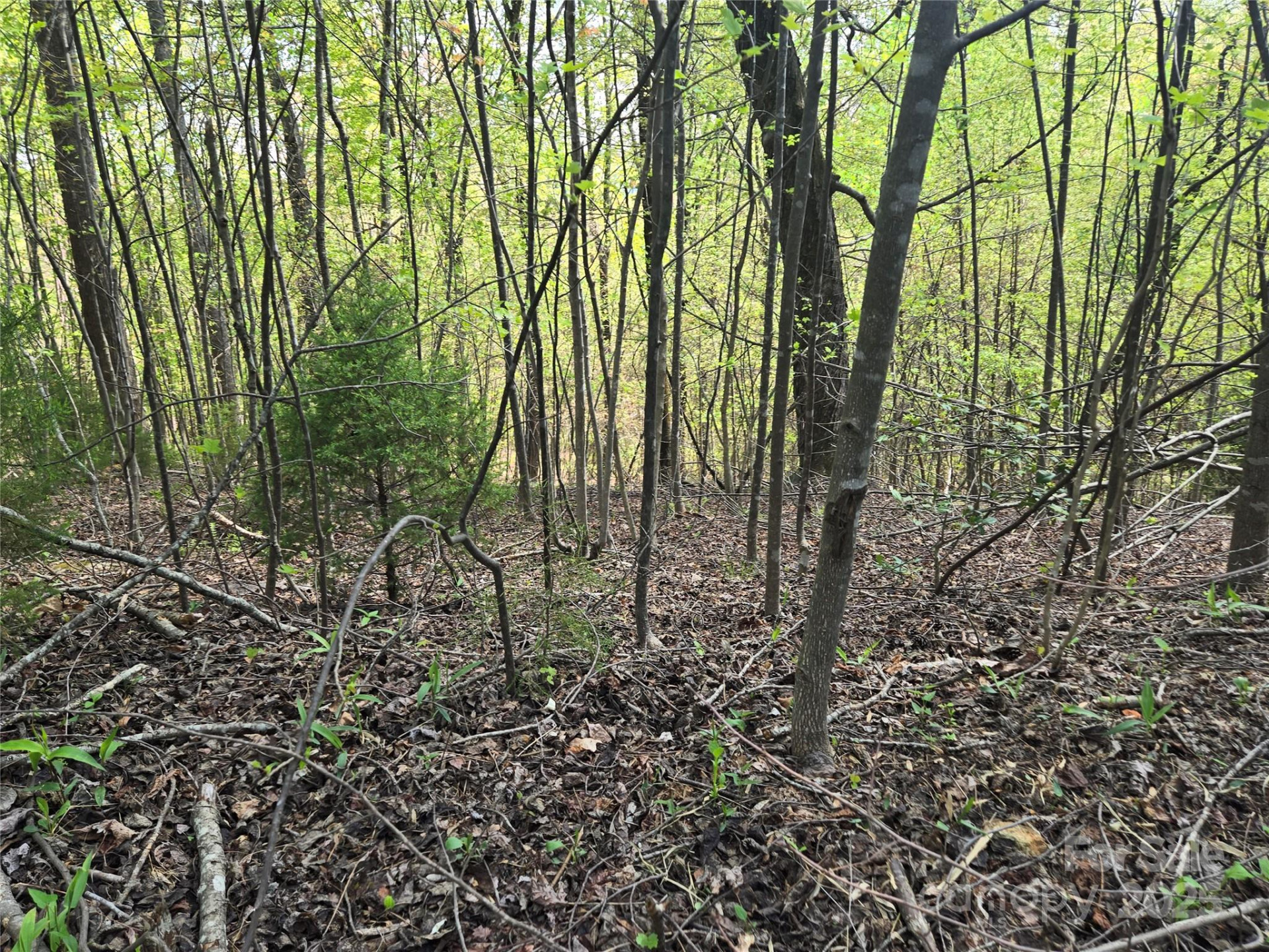 Lot 15 Touch Me Not Trail - Photo 4