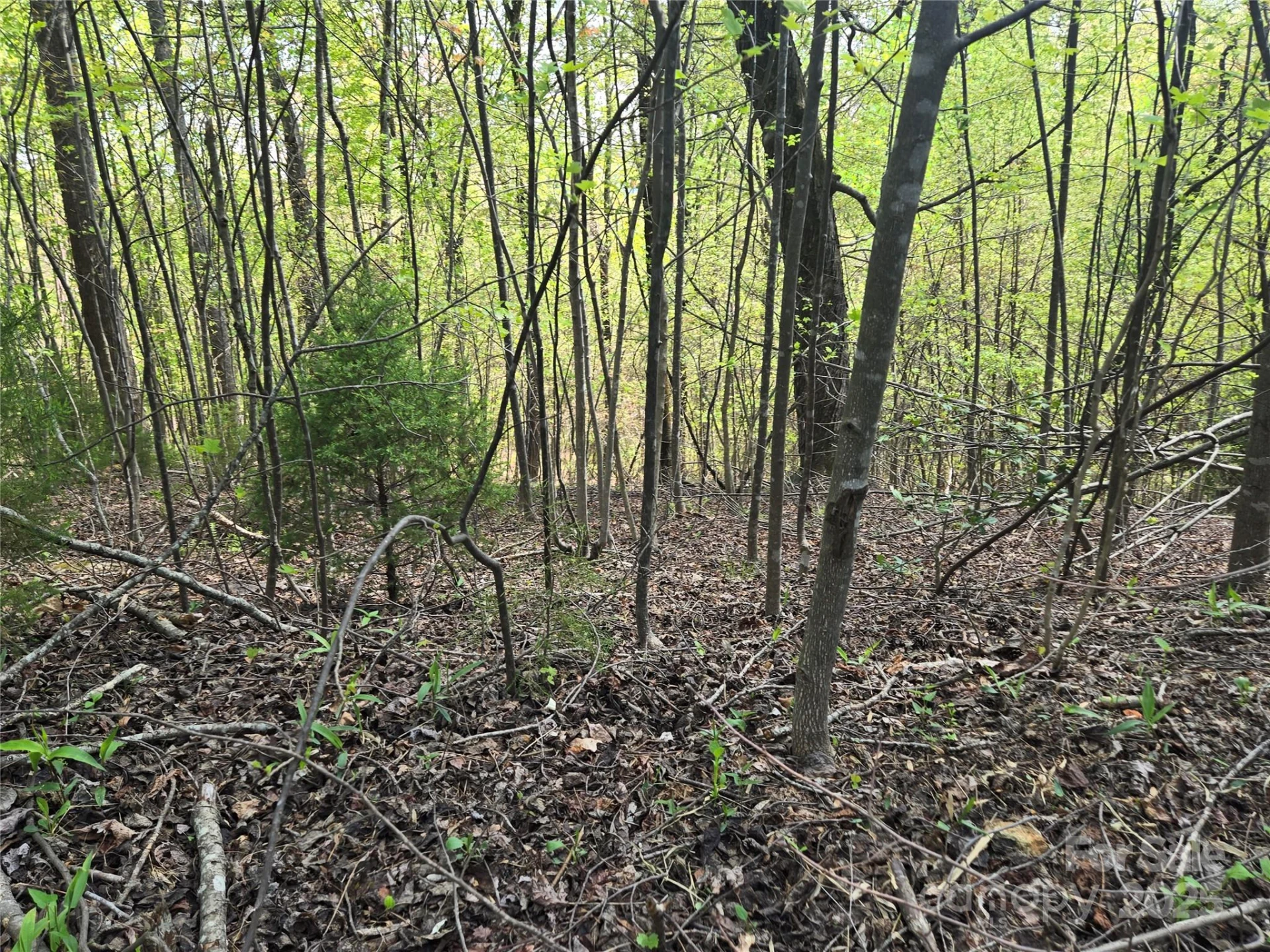 Lot 15 Touch Me Not Trail - Photo 4