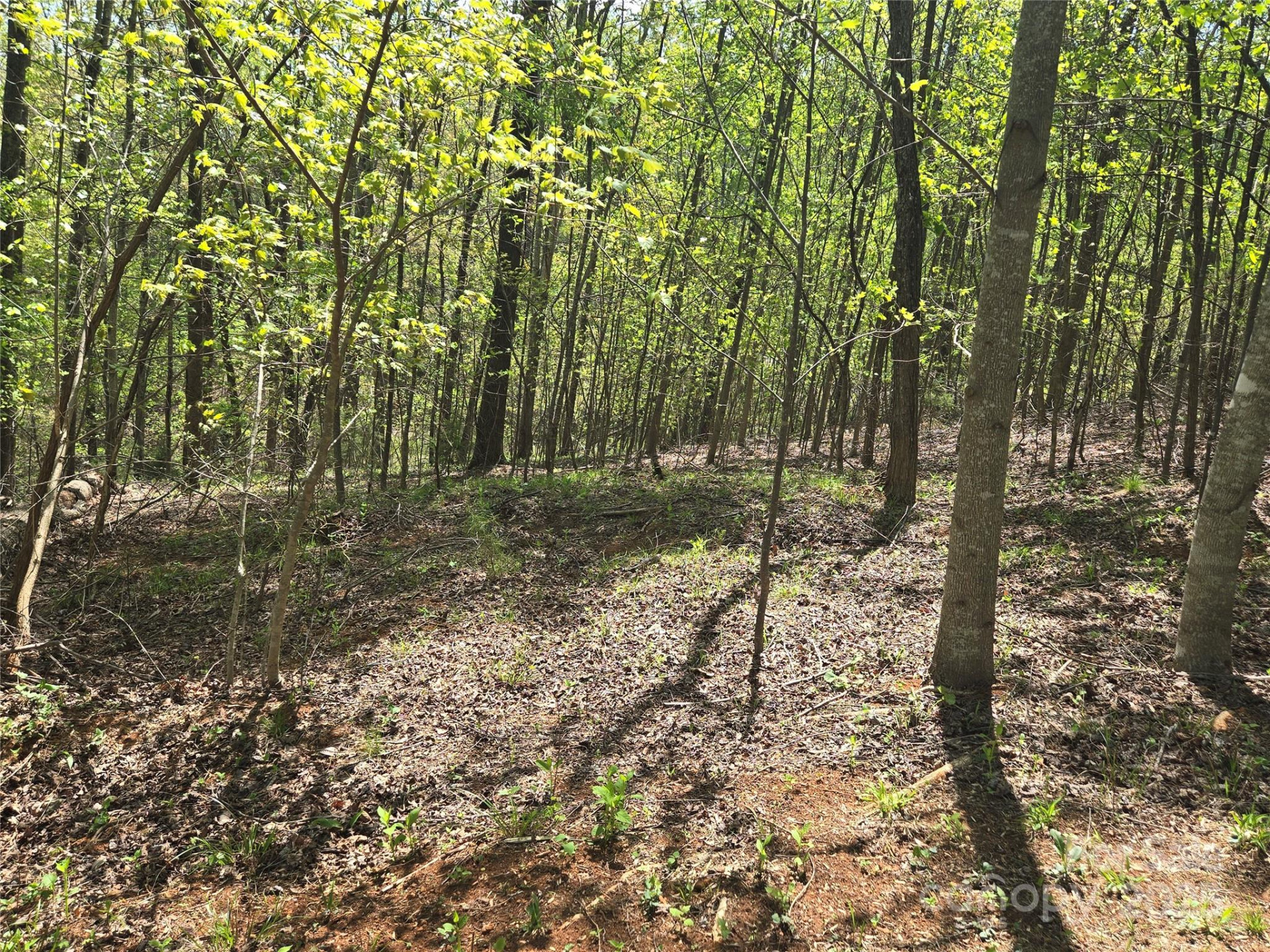 Lot 15 Touch Me Not Trail - Photo 5