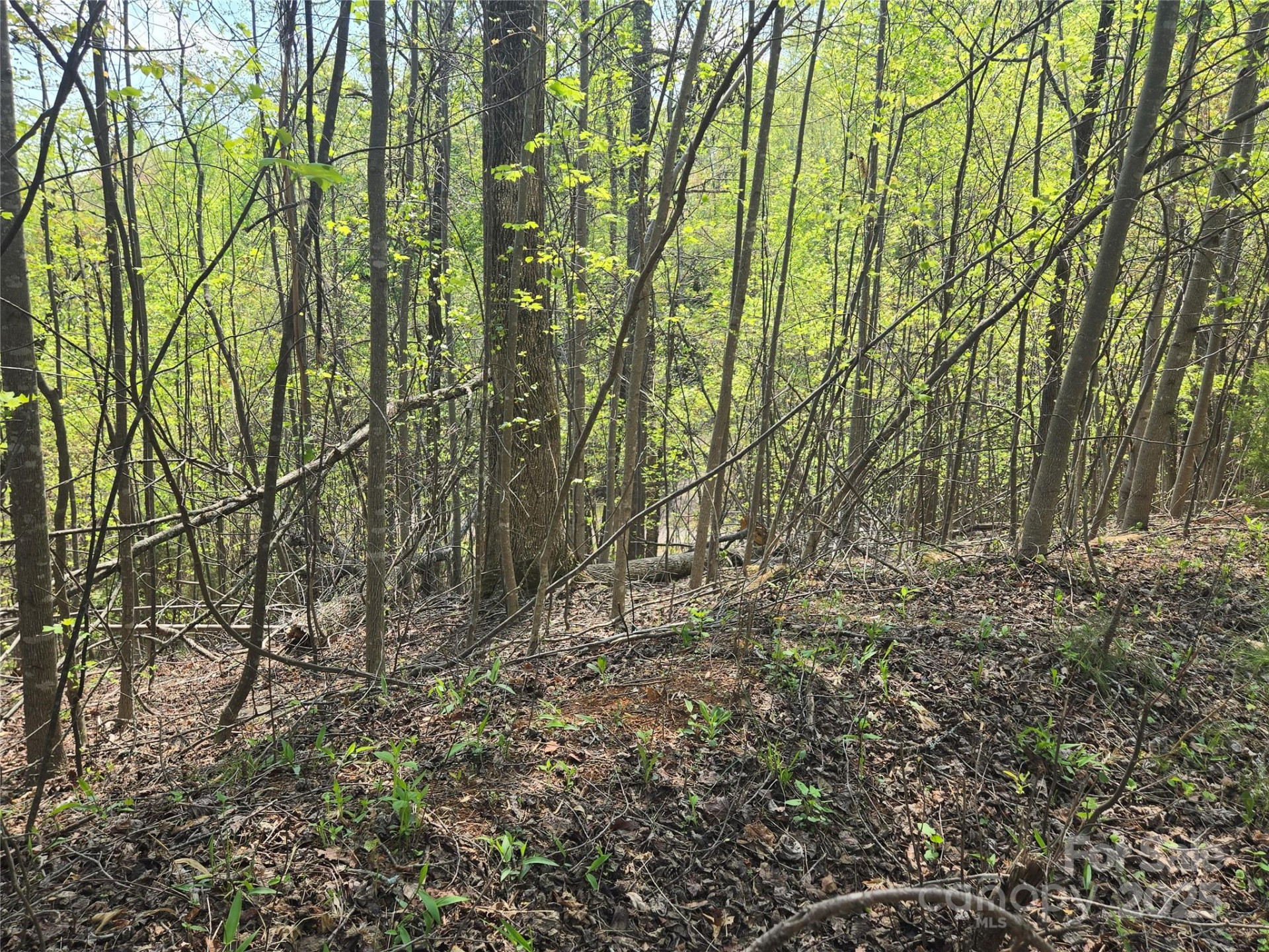 Lot 15 Touch Me Not Trail - Photo 6