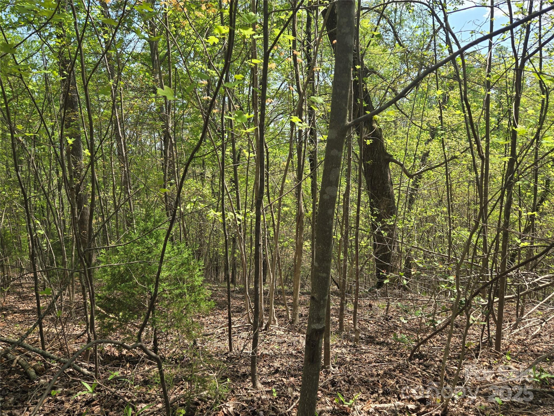 Lot 15 Touch Me Not Trail - Photo 7