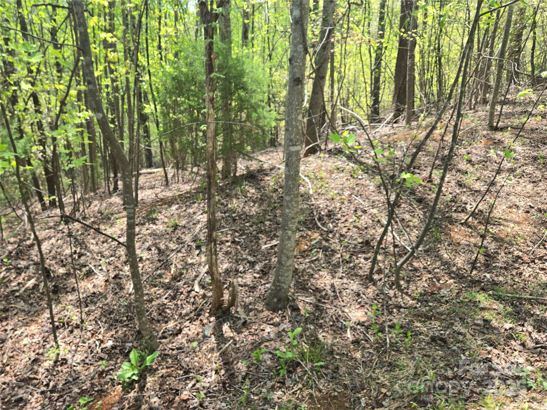 Lot 15 Touch Me Not Trail - Photo 8