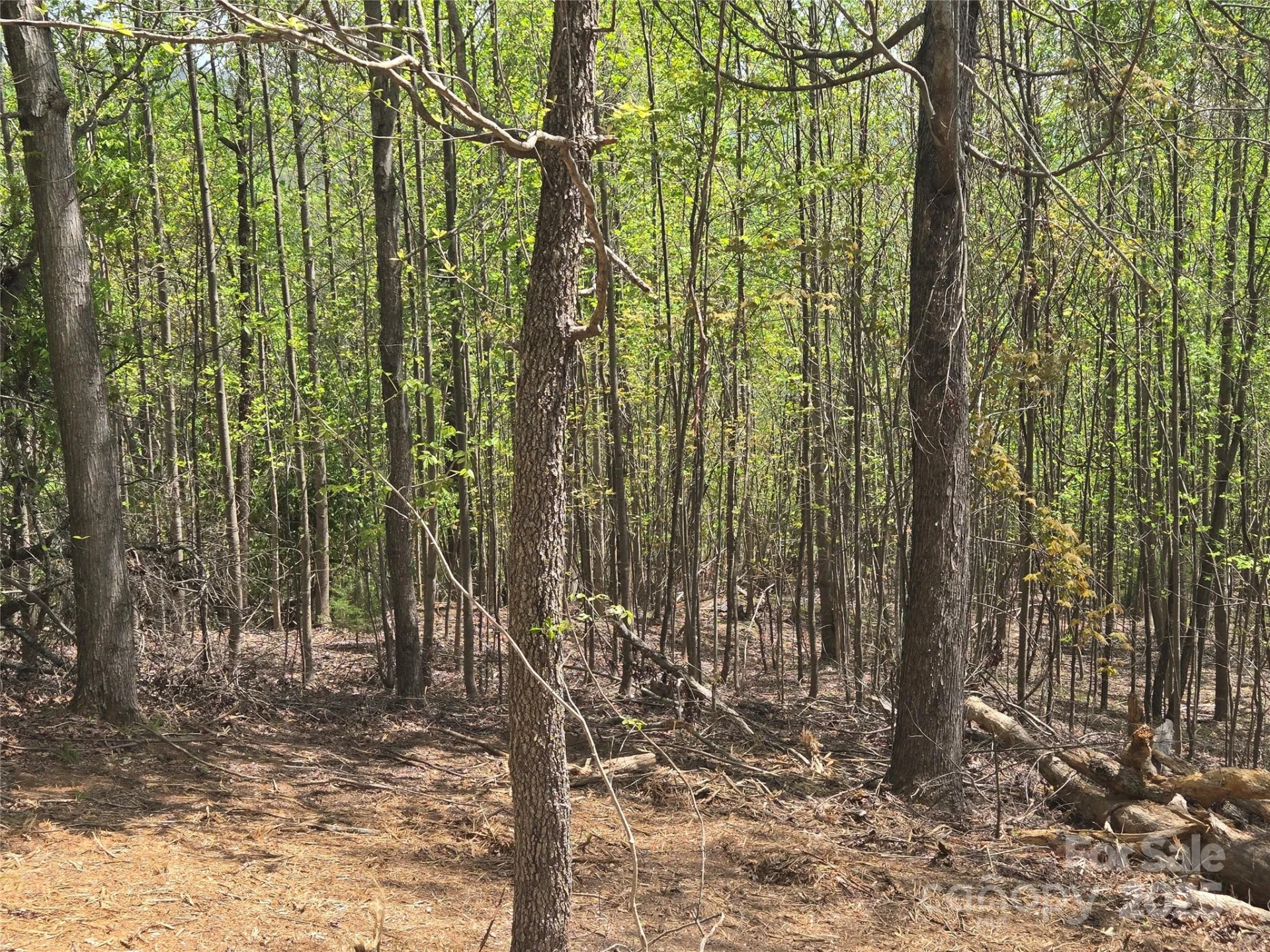 Lot 16 High Rock Ridge - Photo 5