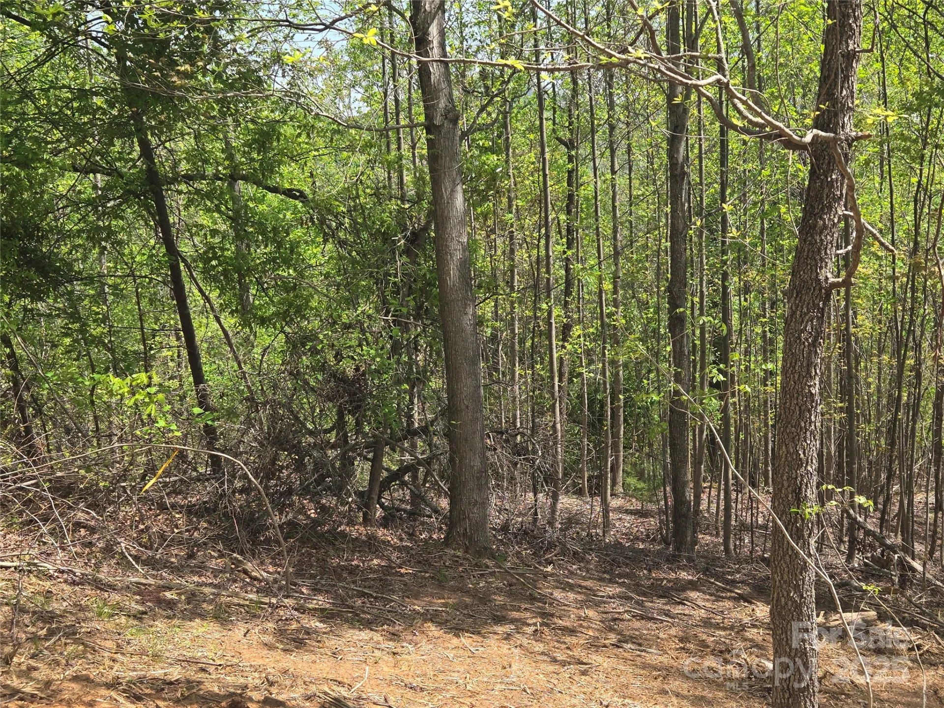 Lot 16 High Rock Ridge - Photo 7